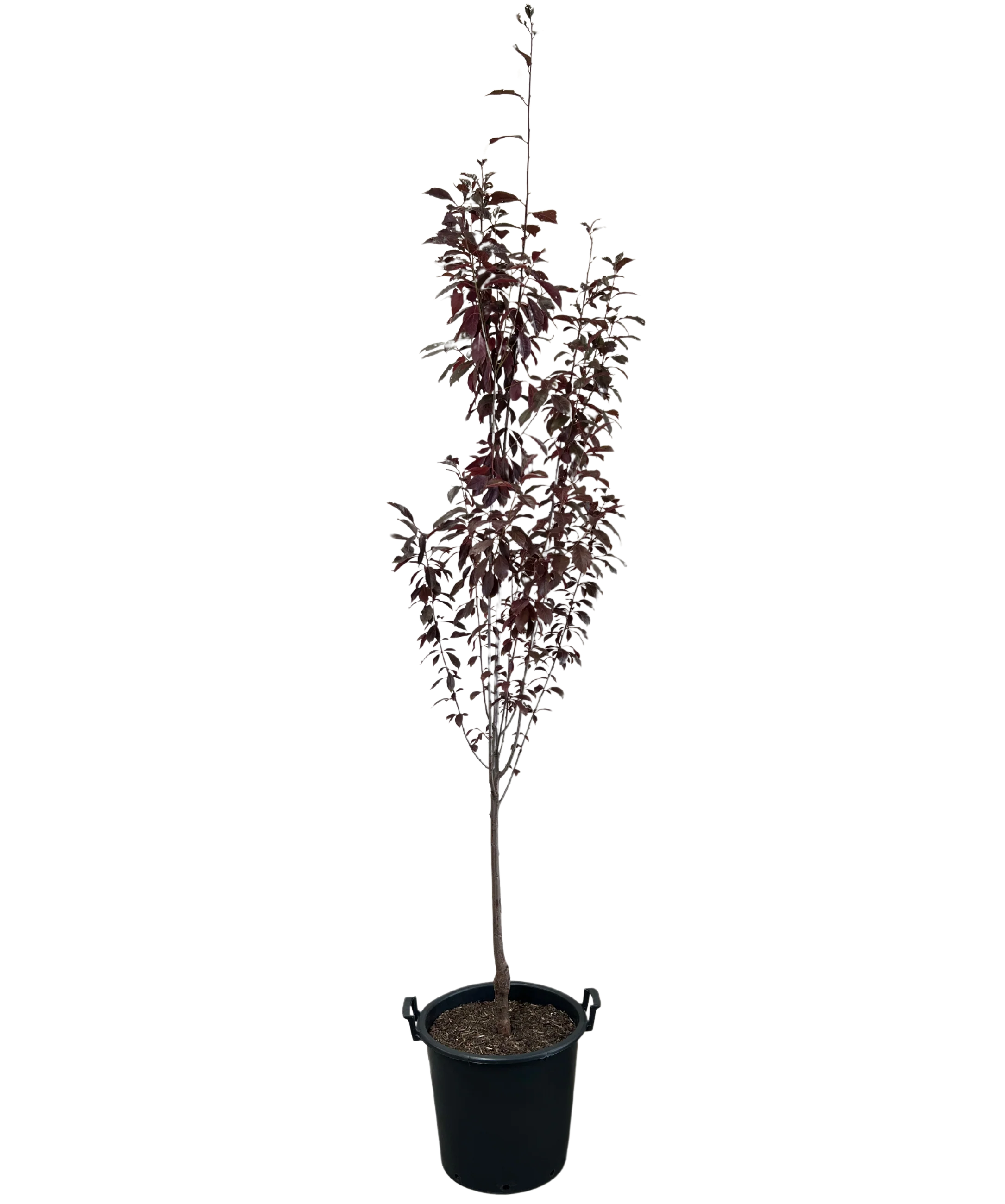Oakville Crimson Spire - Prunus Crimson Spires