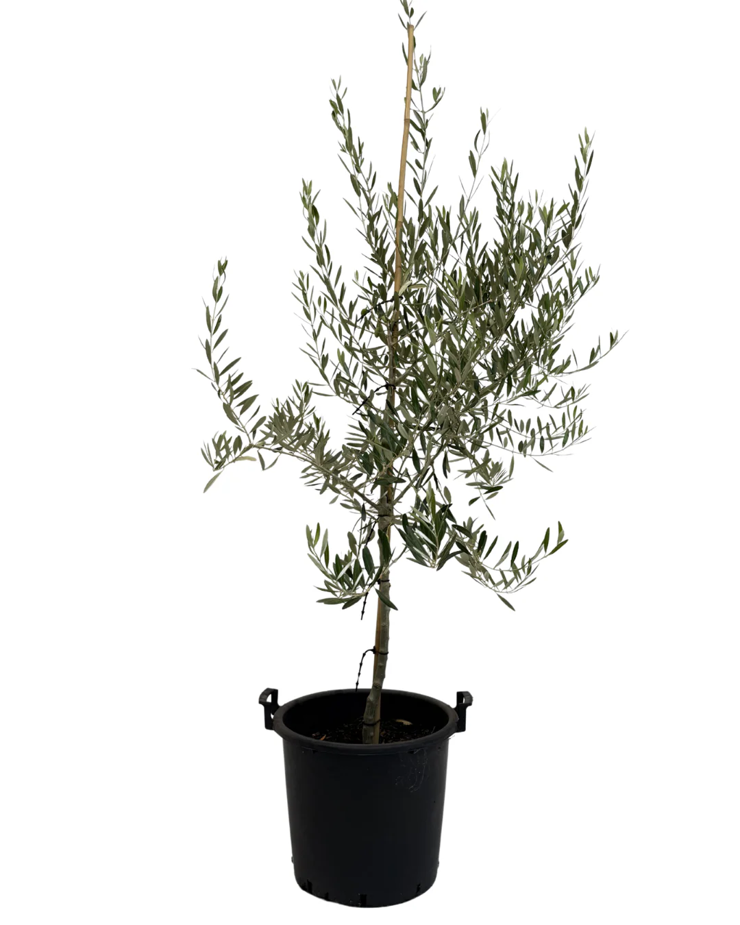 Olive - Olea Barnea