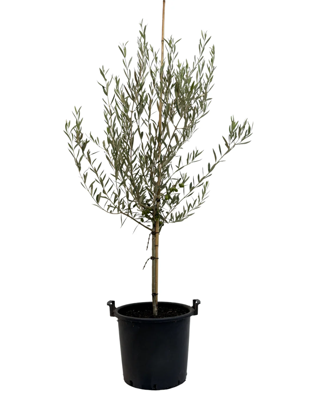 Olive - Olea Coratina