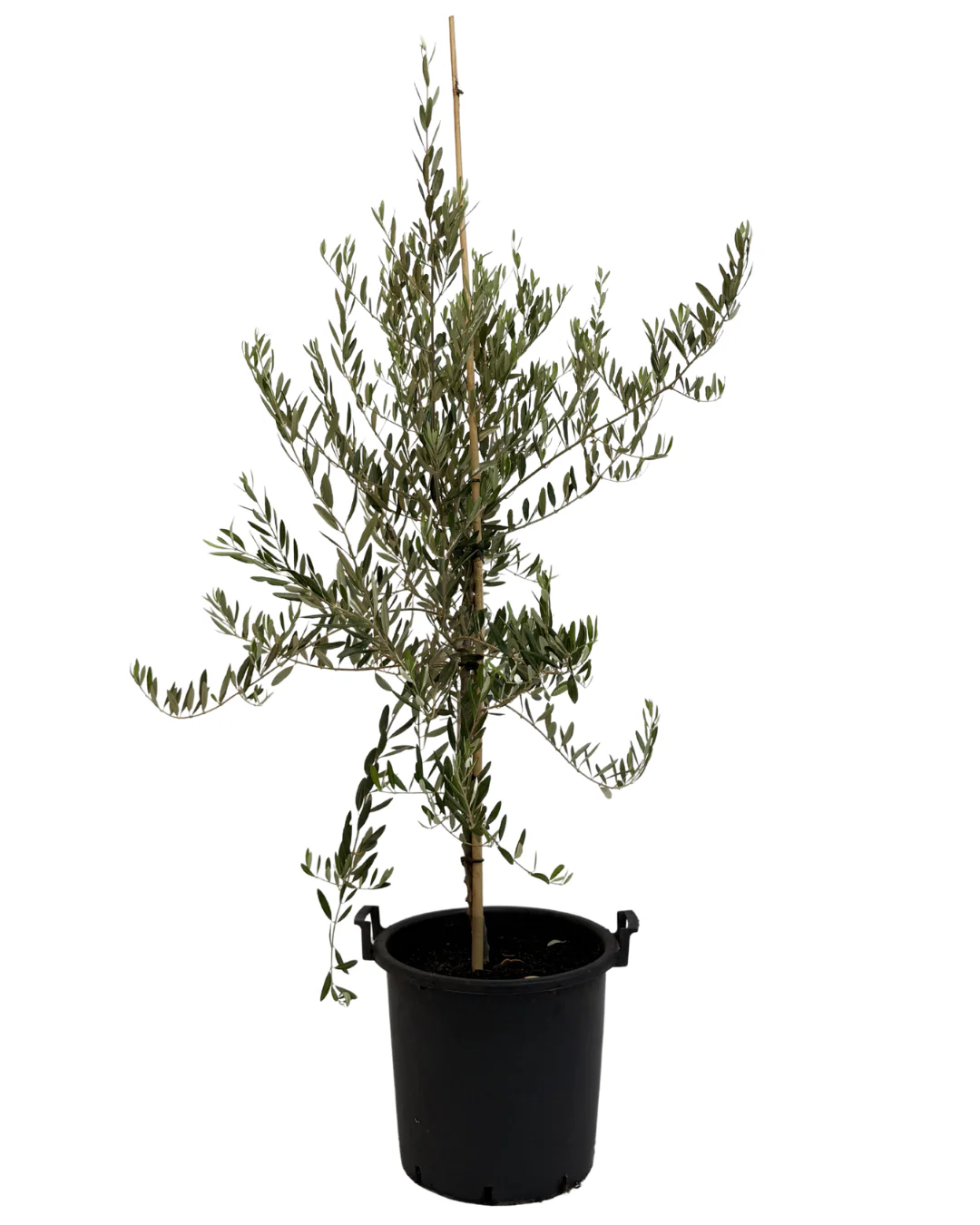 Olive - Olea Frantoio