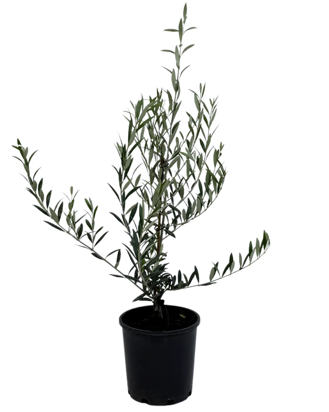 Olive - Olea Garden Harvest