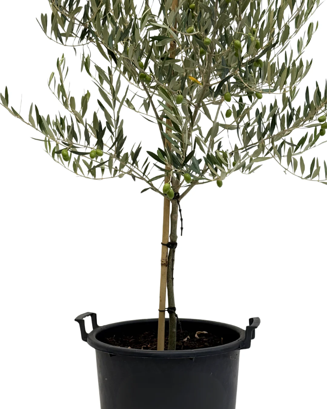 Olive - Olea Spanish Queen - Image 2
