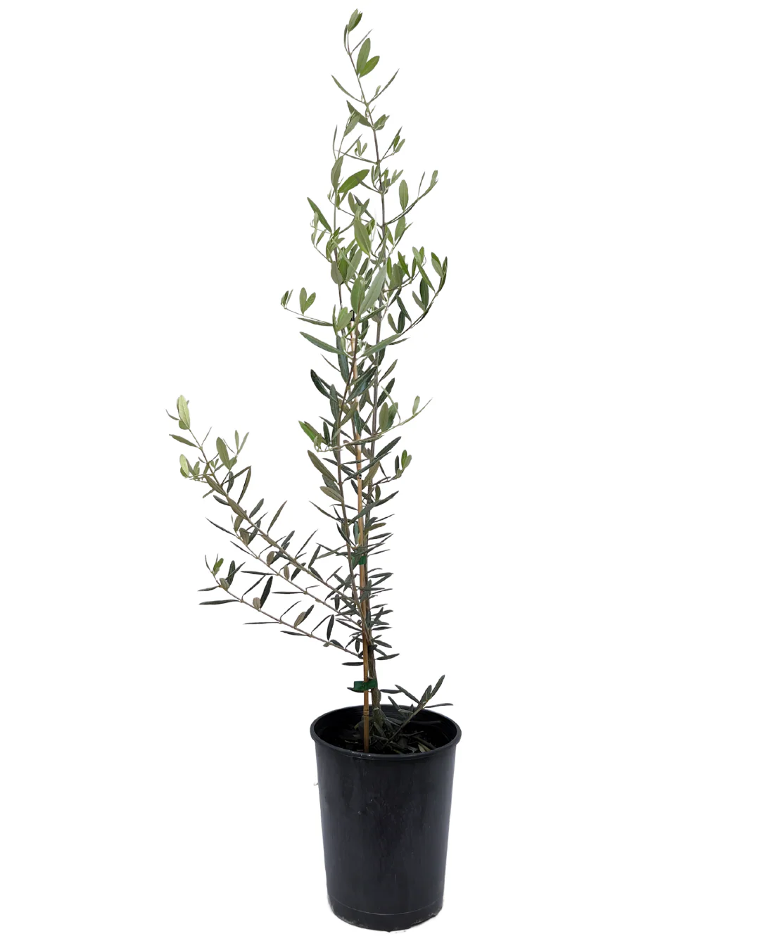 Olive - Olea Tolley's Upright
