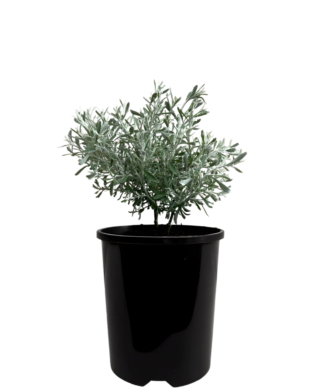 Olearia Axillaris Mini