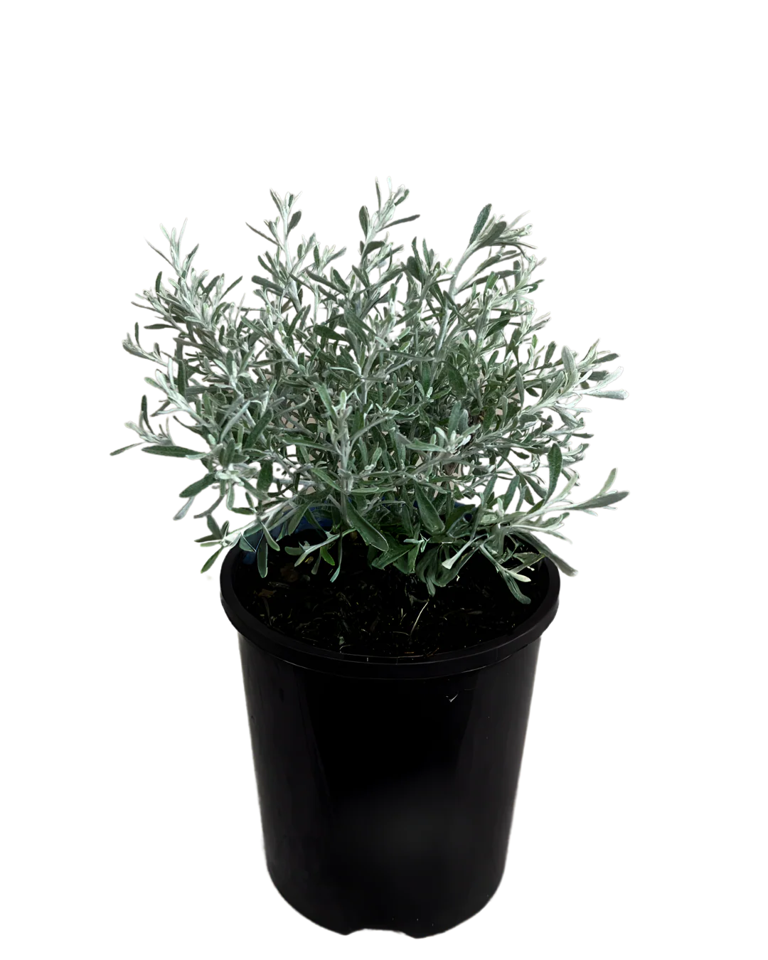 Olearia Axillaris Mini - Image 2