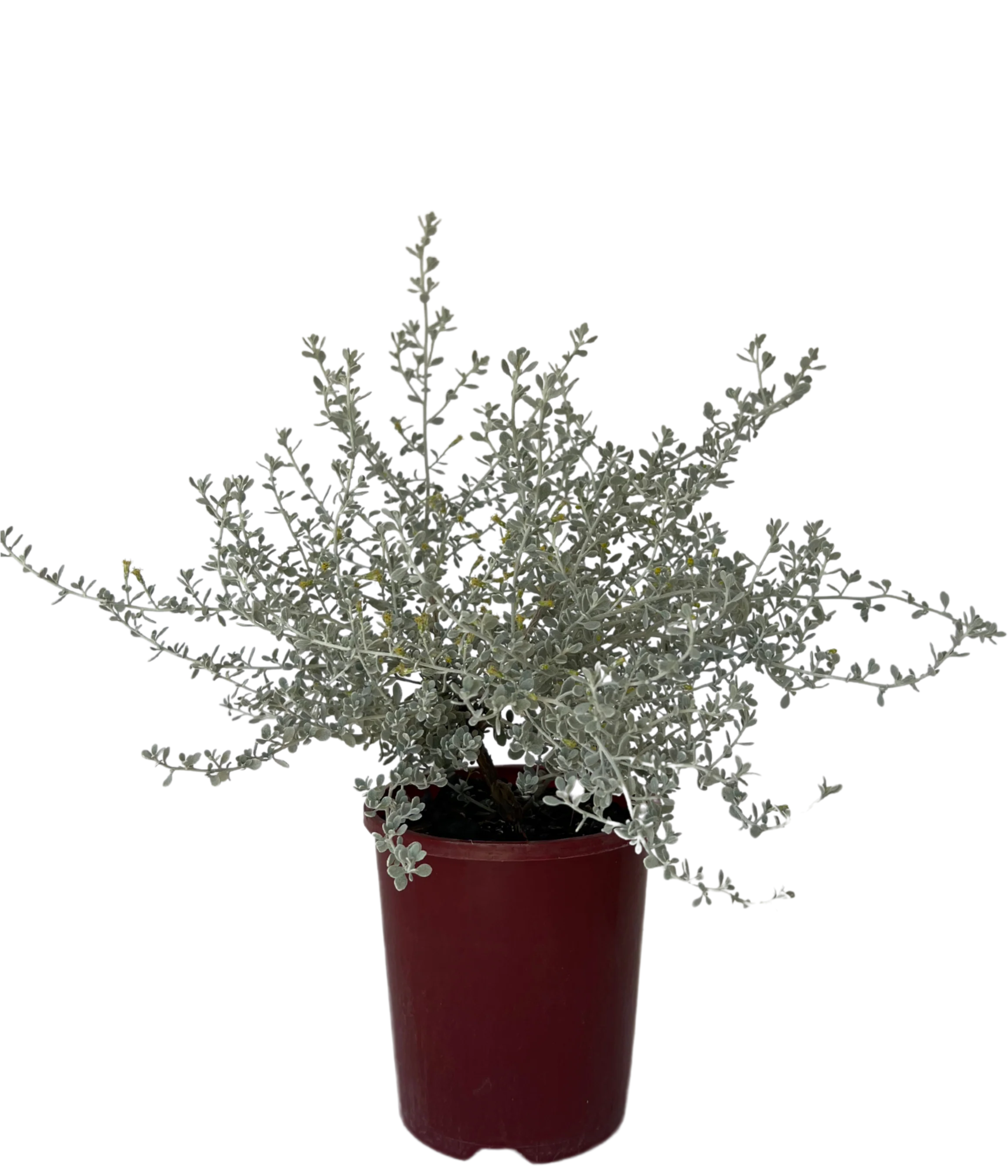 Olearia Little Smokie