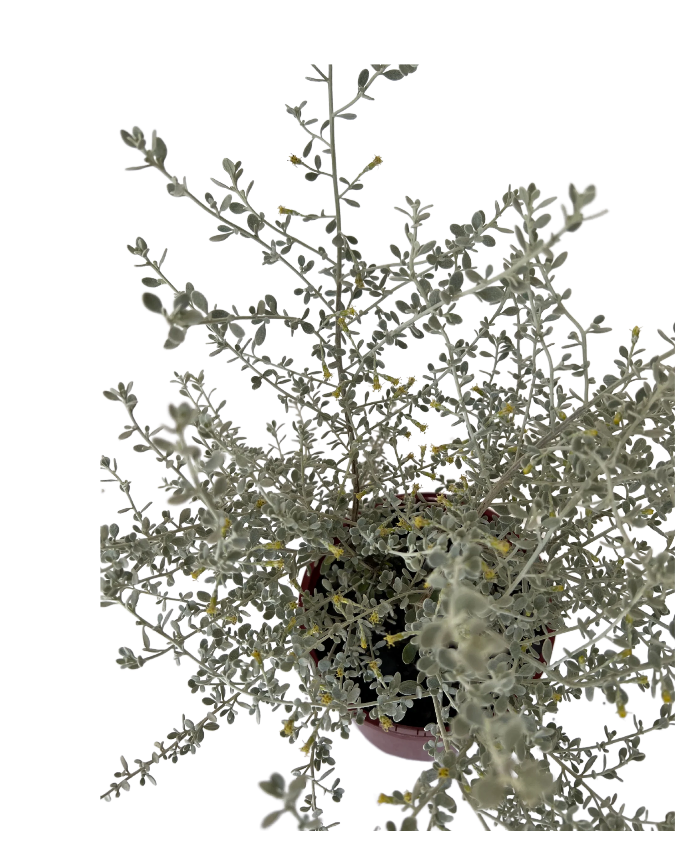 Olearia Little Smokie - Image 3