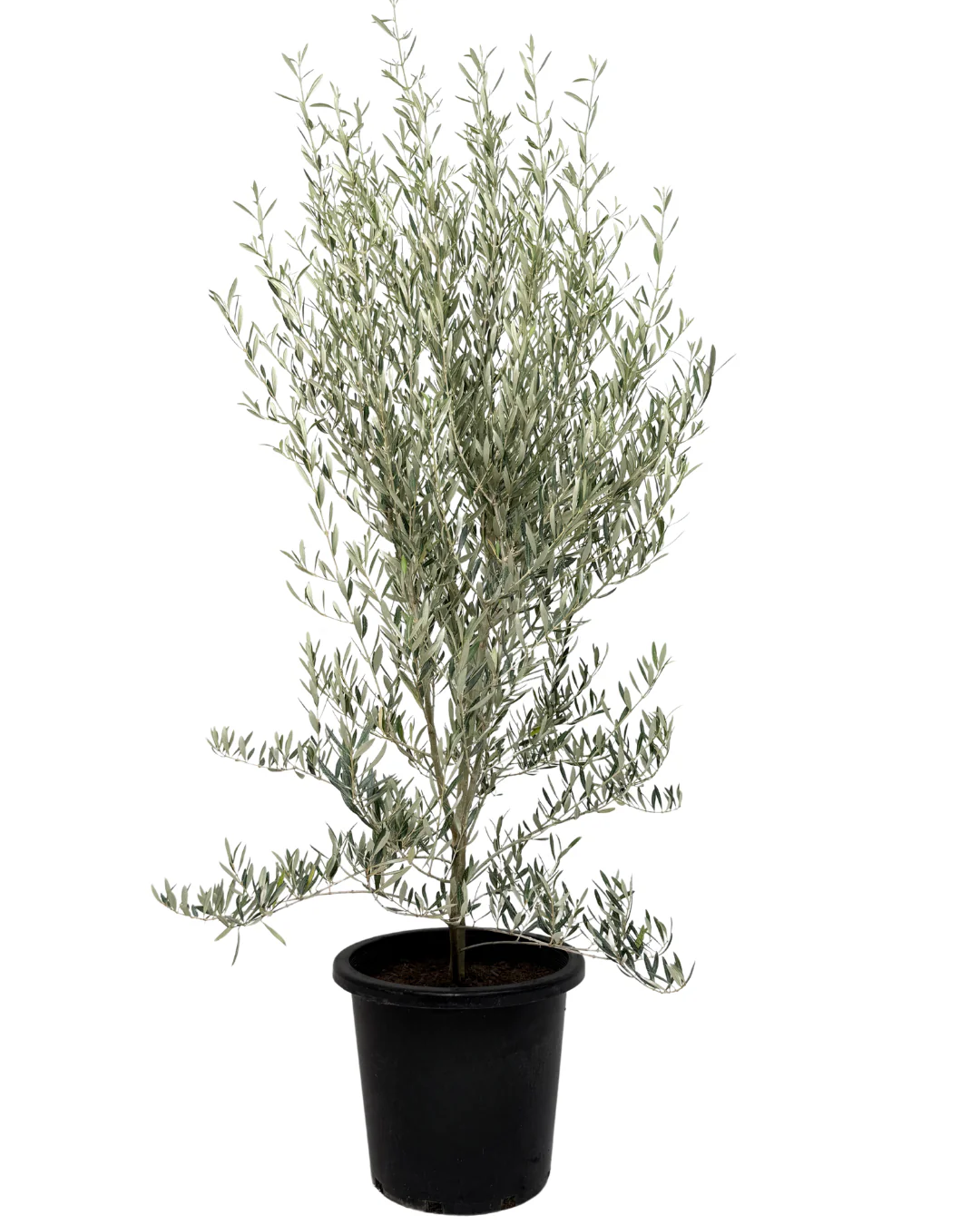 Olive - Olea Peace Dwarf