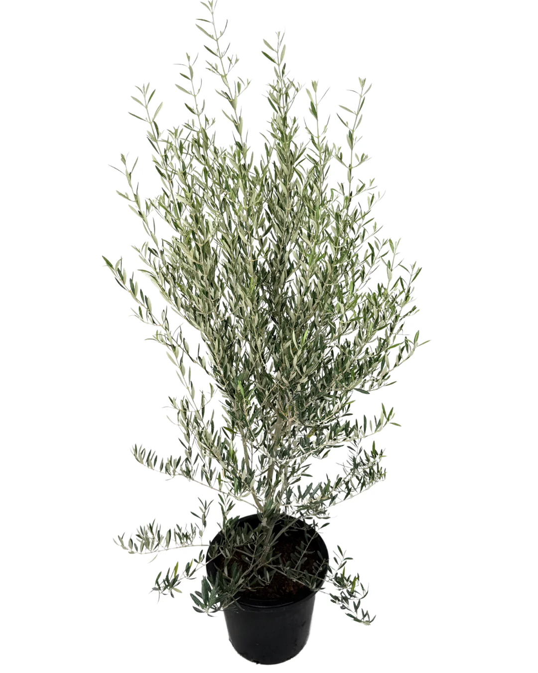 Olive - Olea Peace Dwarf - Image 2