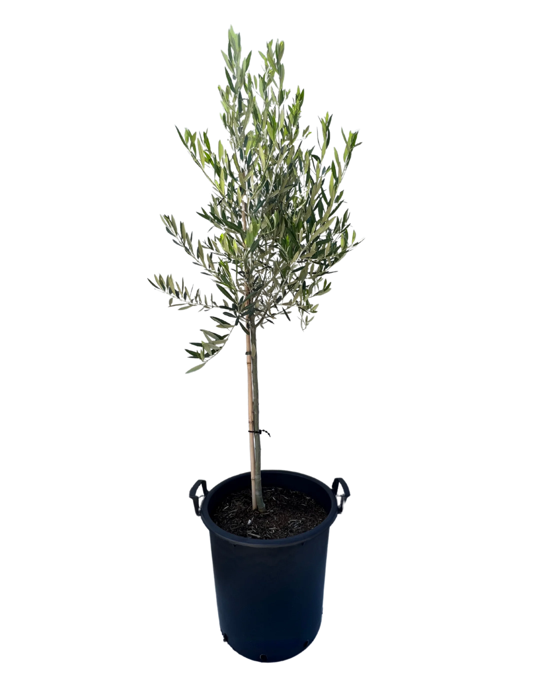 Olive - Olea California Queen