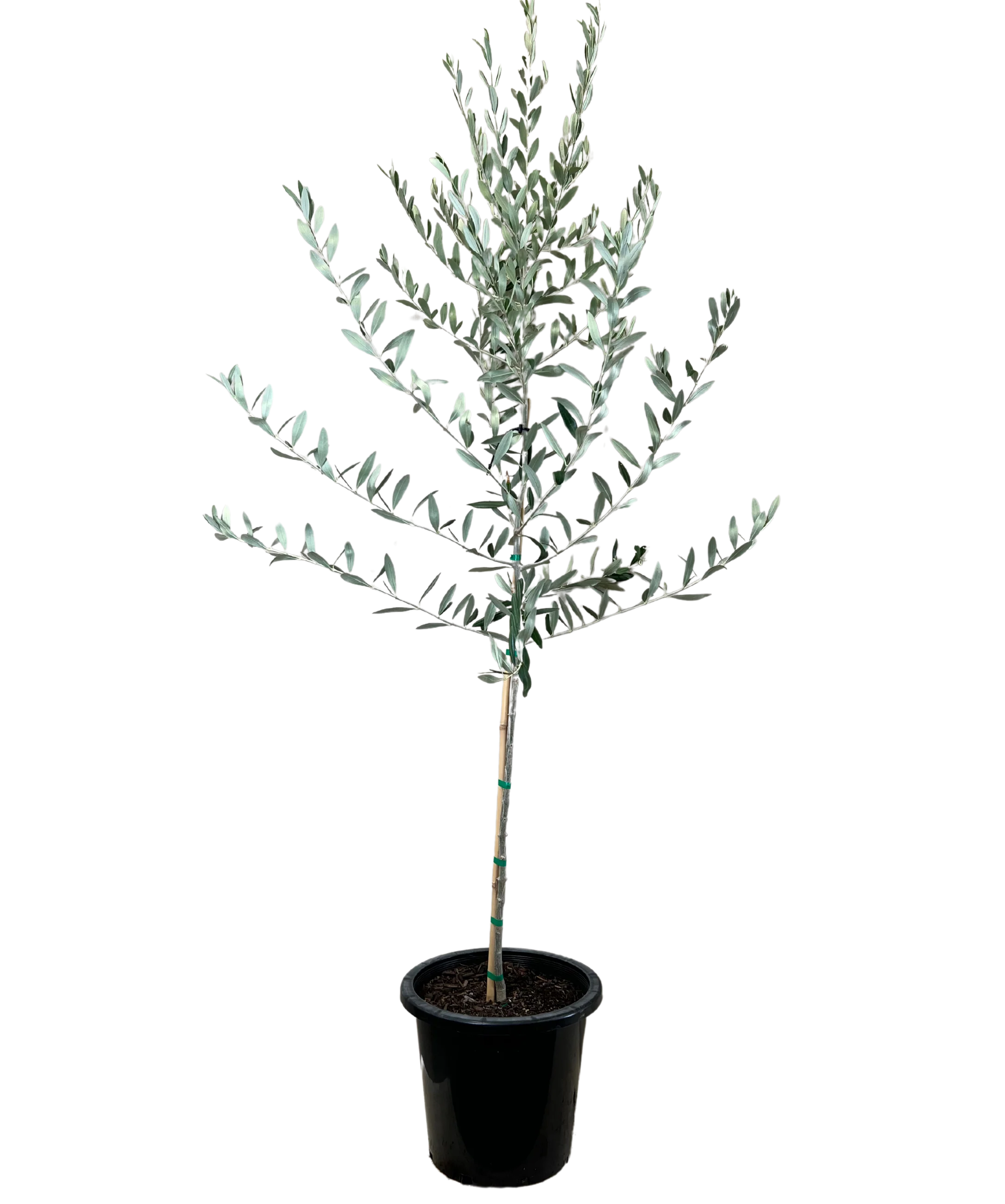 Olive - Olea Europaea Mission