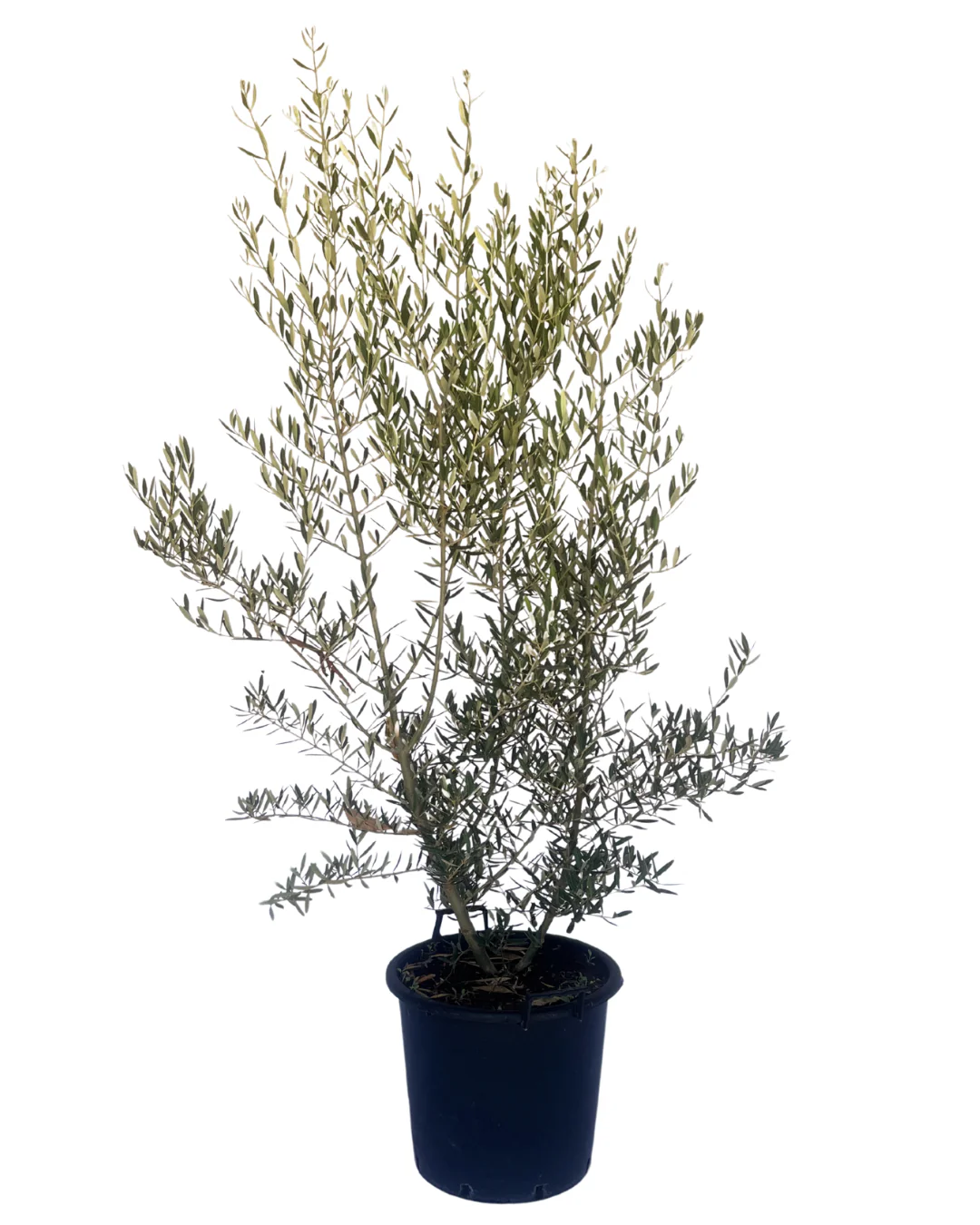 Olive - Olea Tolley's Upright