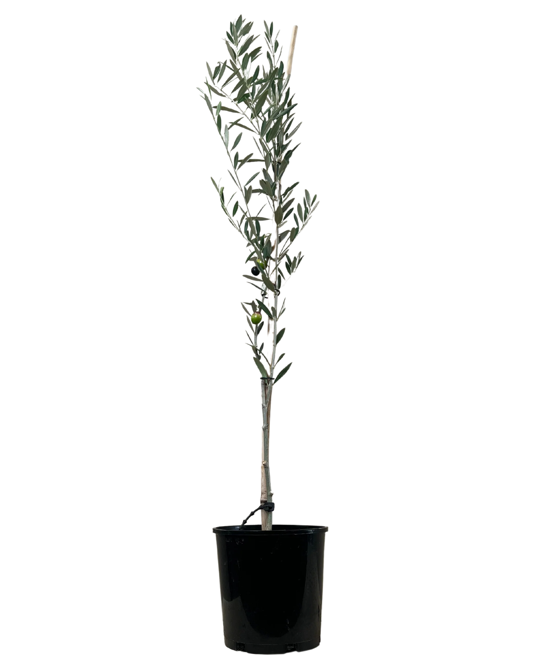 Olive - Olea Manzanillo