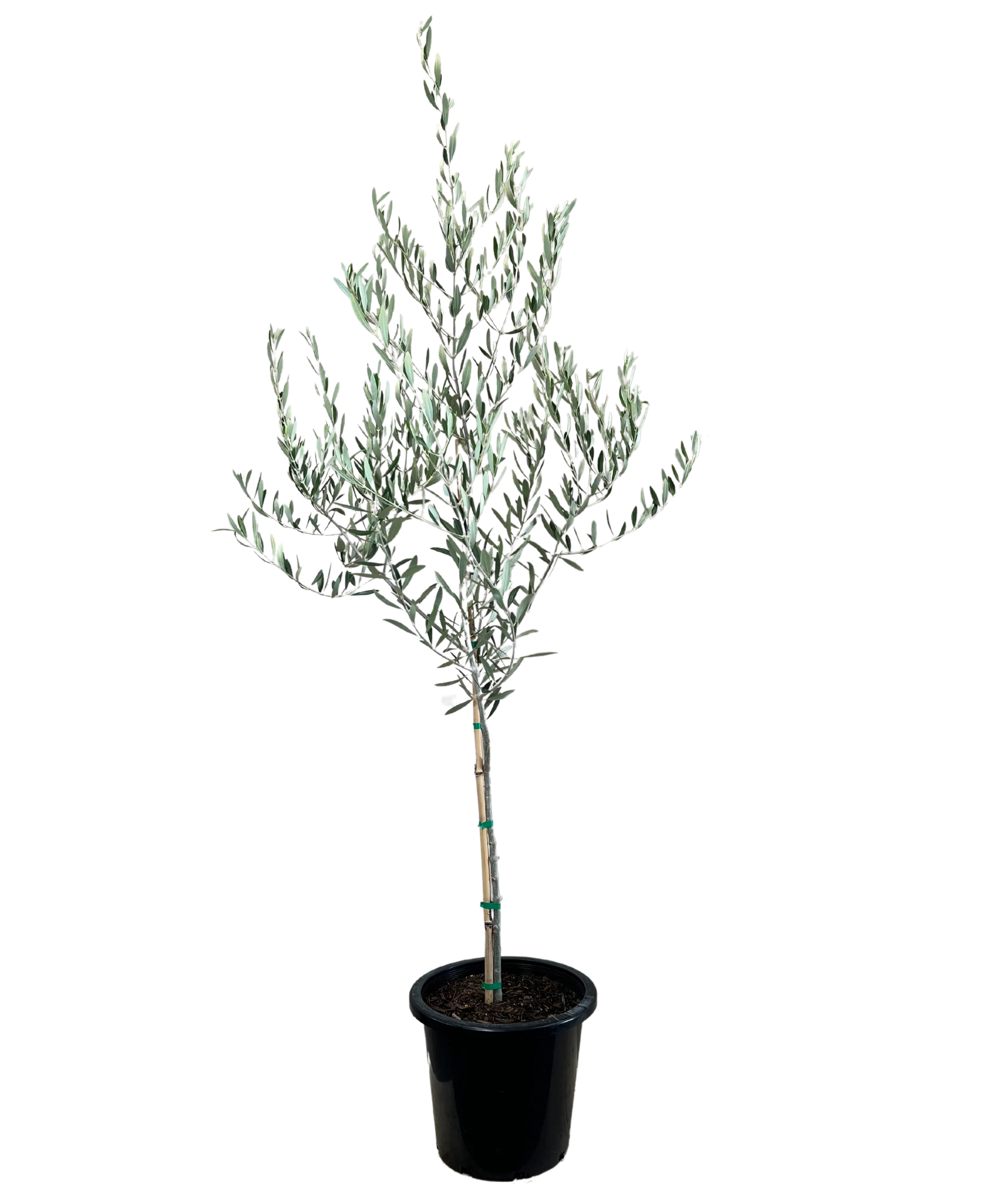 Olive - Olea Nevadillo Blanco