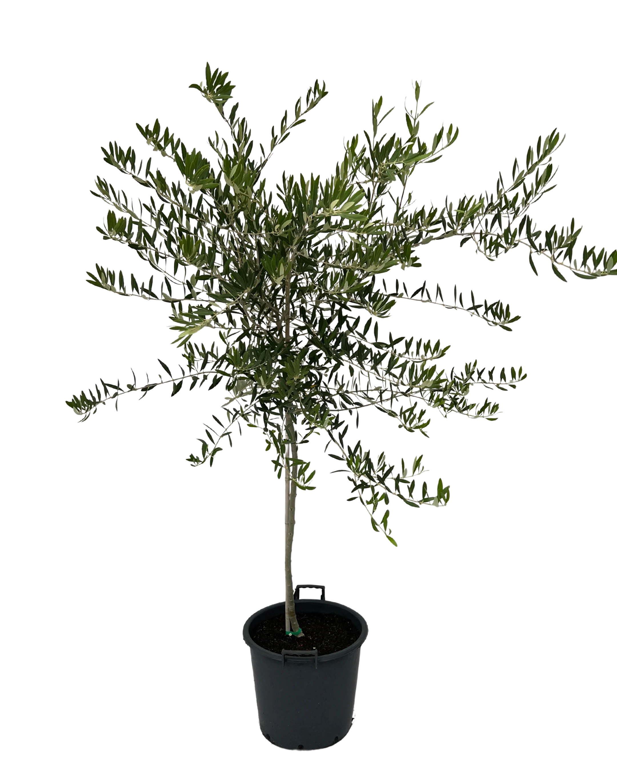 Olive - Olea Nevadillo Blanco