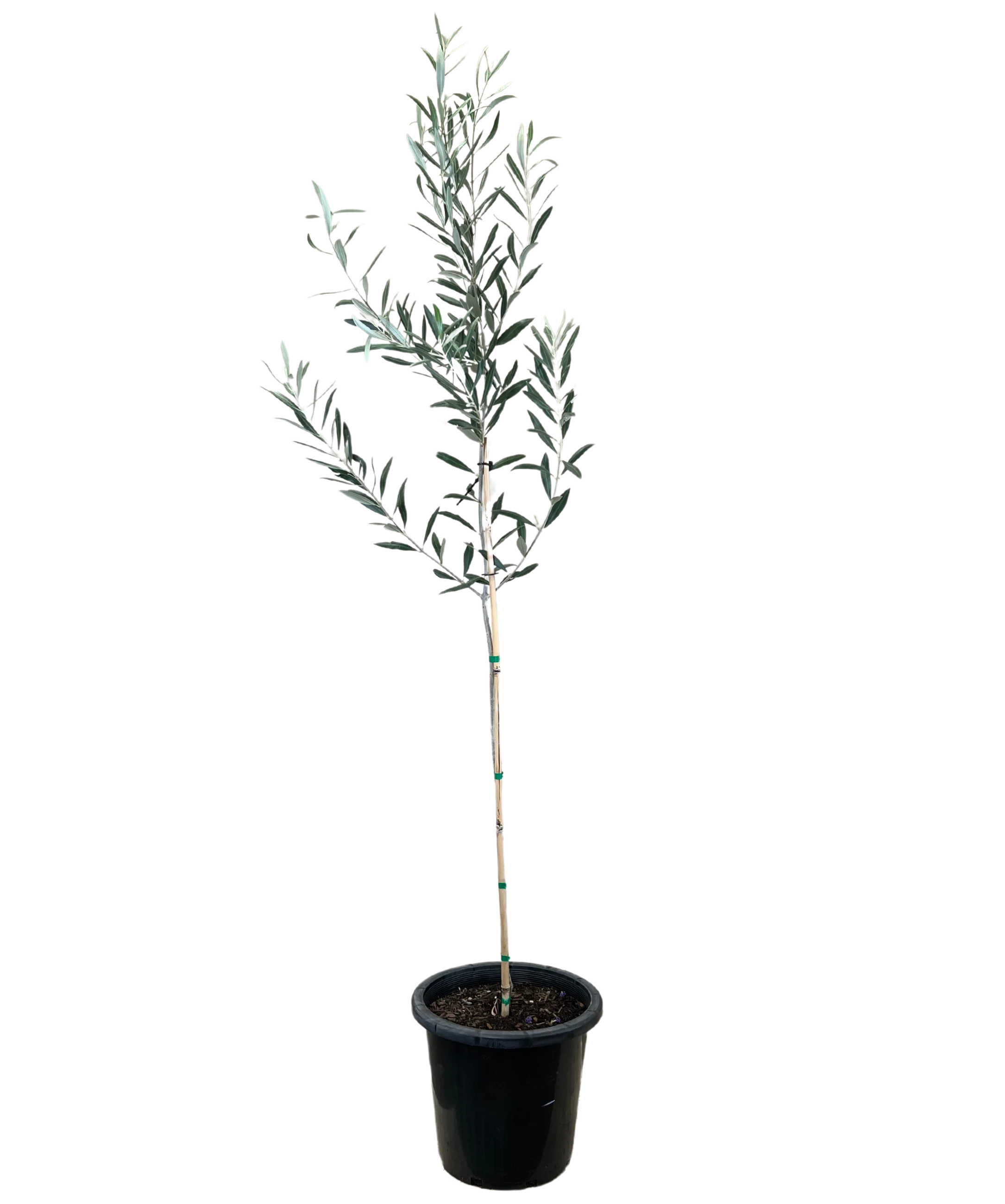 Olive - Olea Verdale