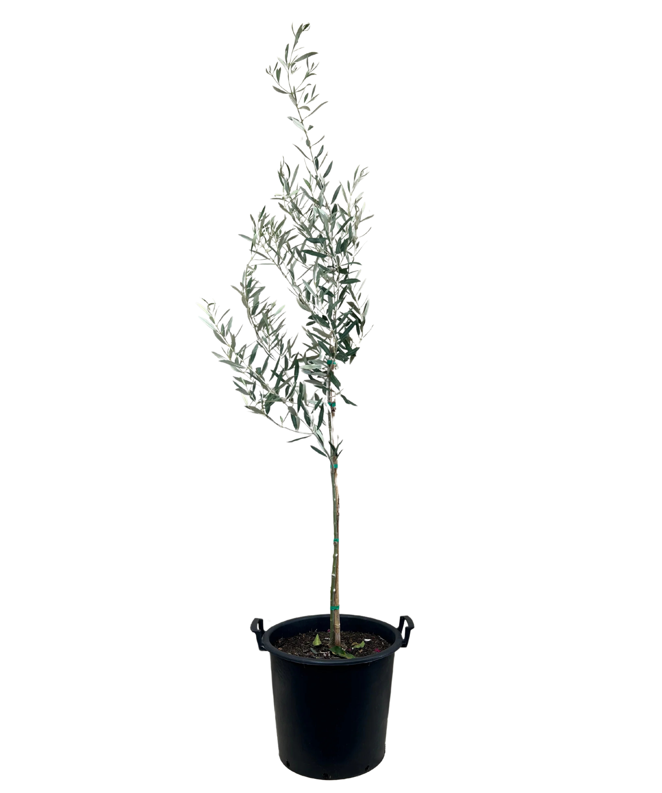 Olive - Olea Verdale