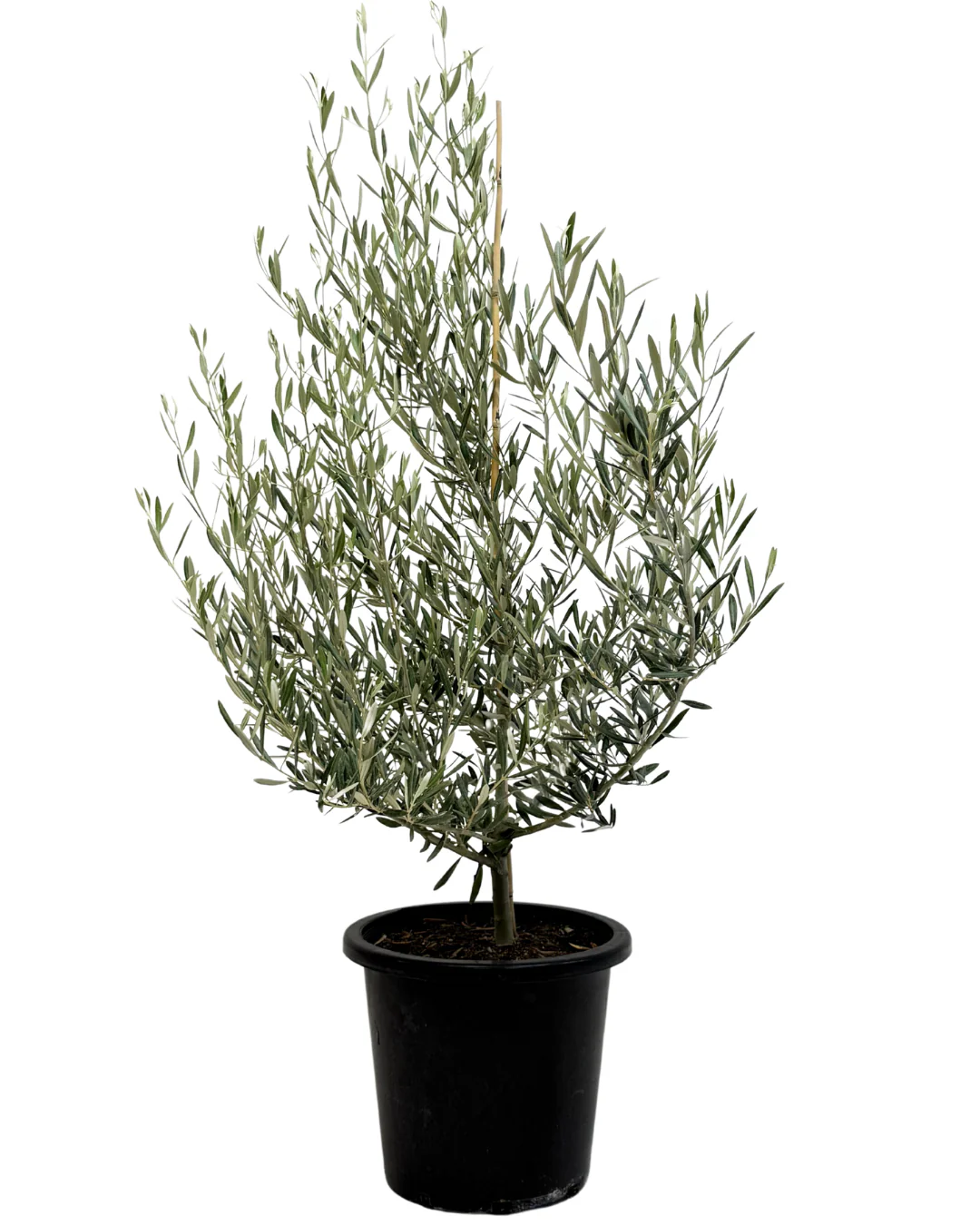 Olive - Olea Tolley's Upright