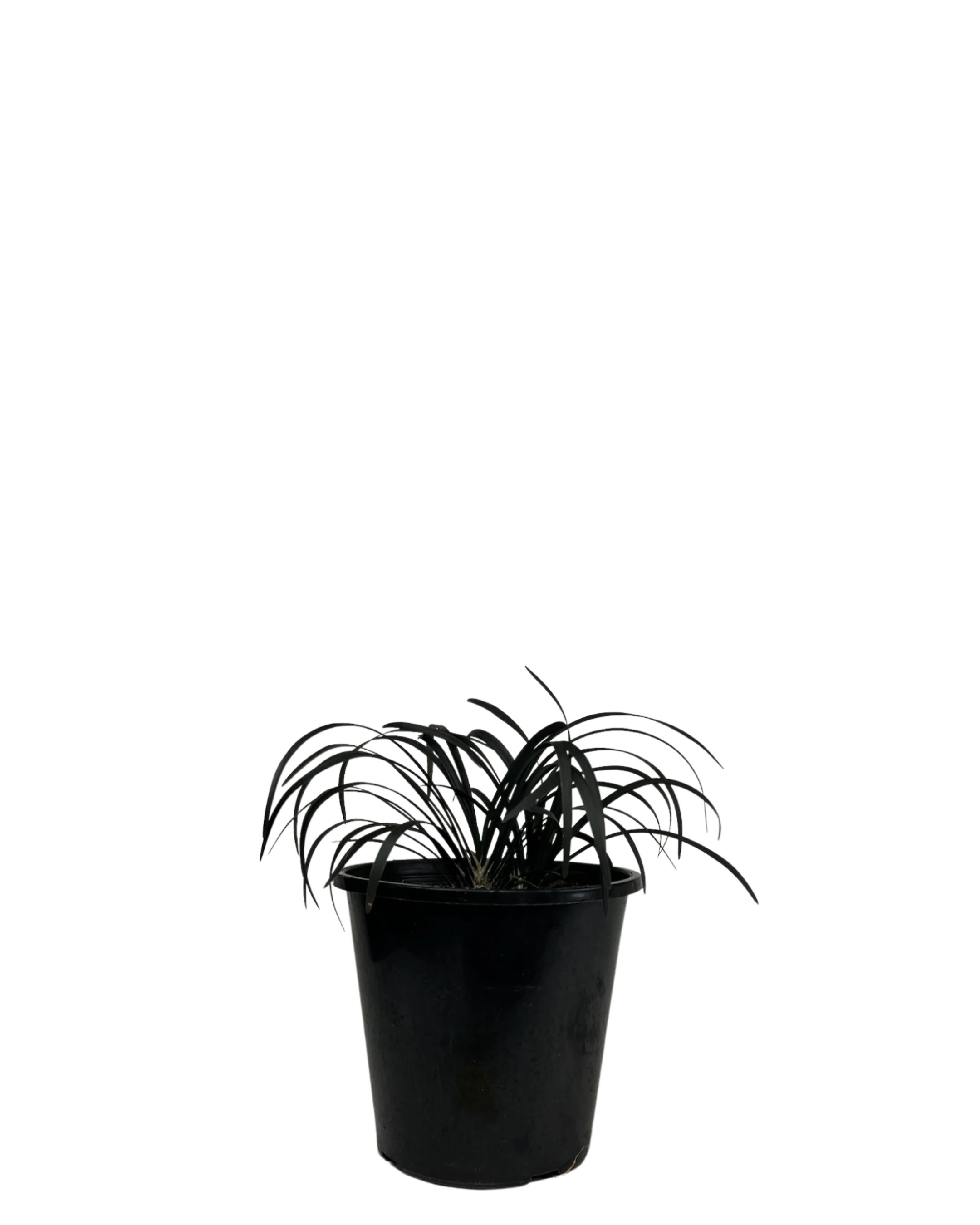 Black Mondo Grass - Ophiopogon Black Beard