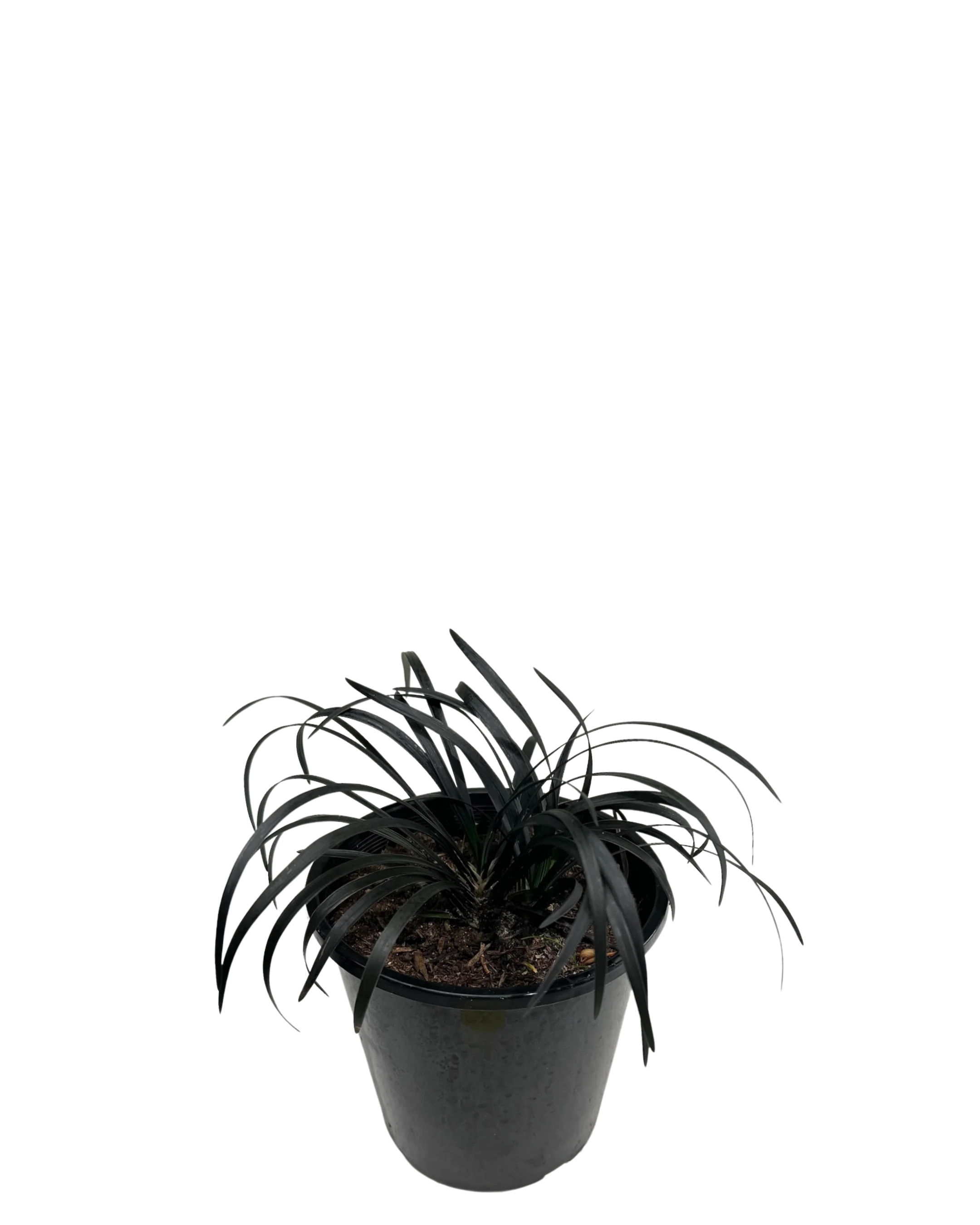 Black Mondo Grass - Ophiopogon Black Beard - Image 2