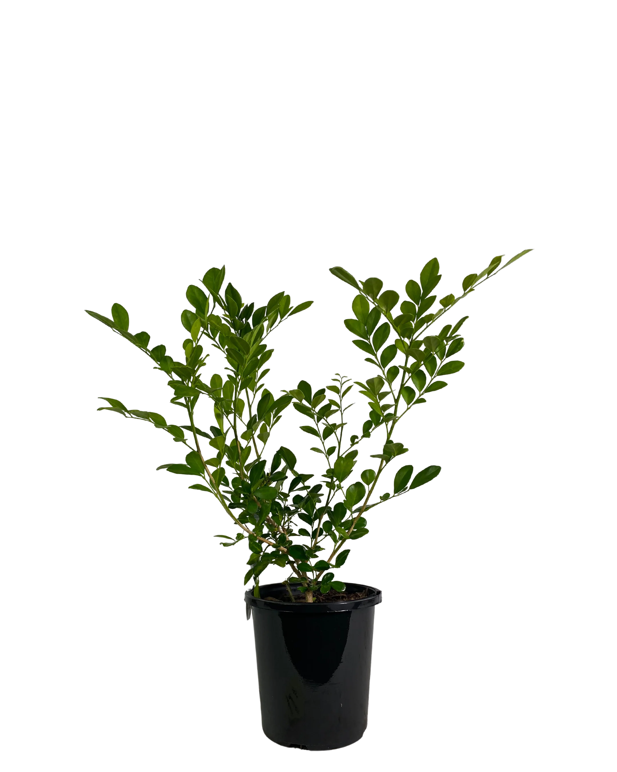 Orange Jessamine - Murraya Paniculata