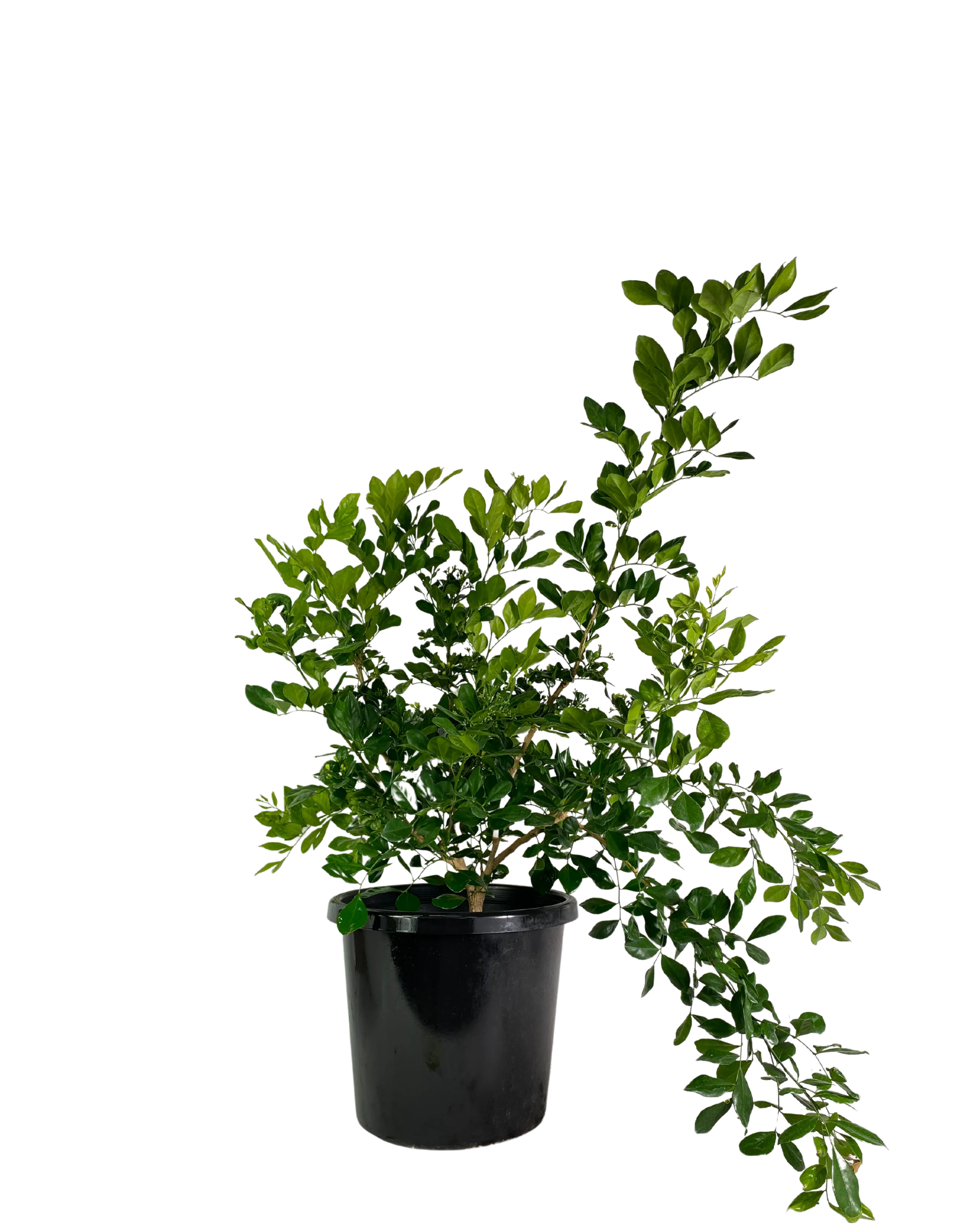 Orange Jessamine - Murraya Paniculata