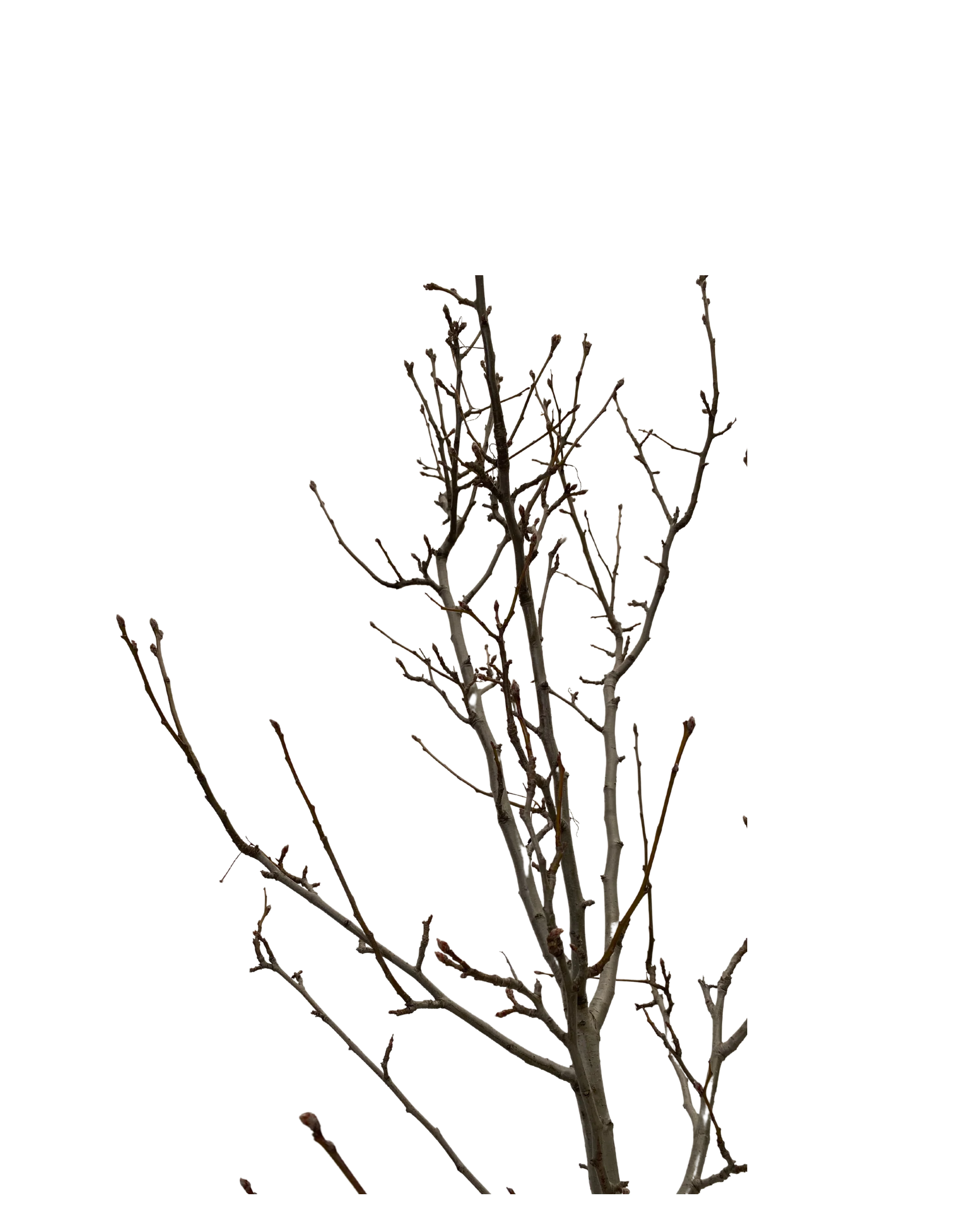 Ornamental Pear - Pyrus Calleryana Chanticleer - Image 2