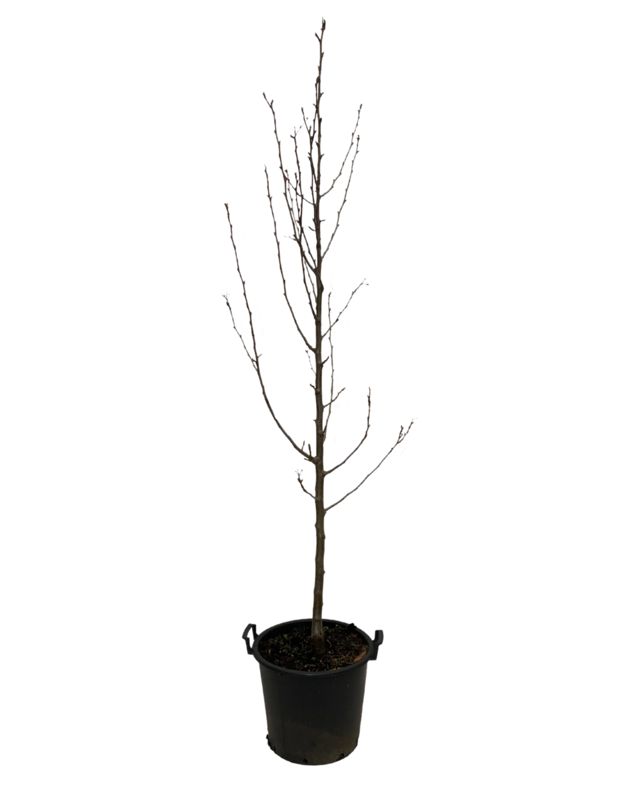 Ornamental Pear - Pyrus Calleryana Cleveland Select