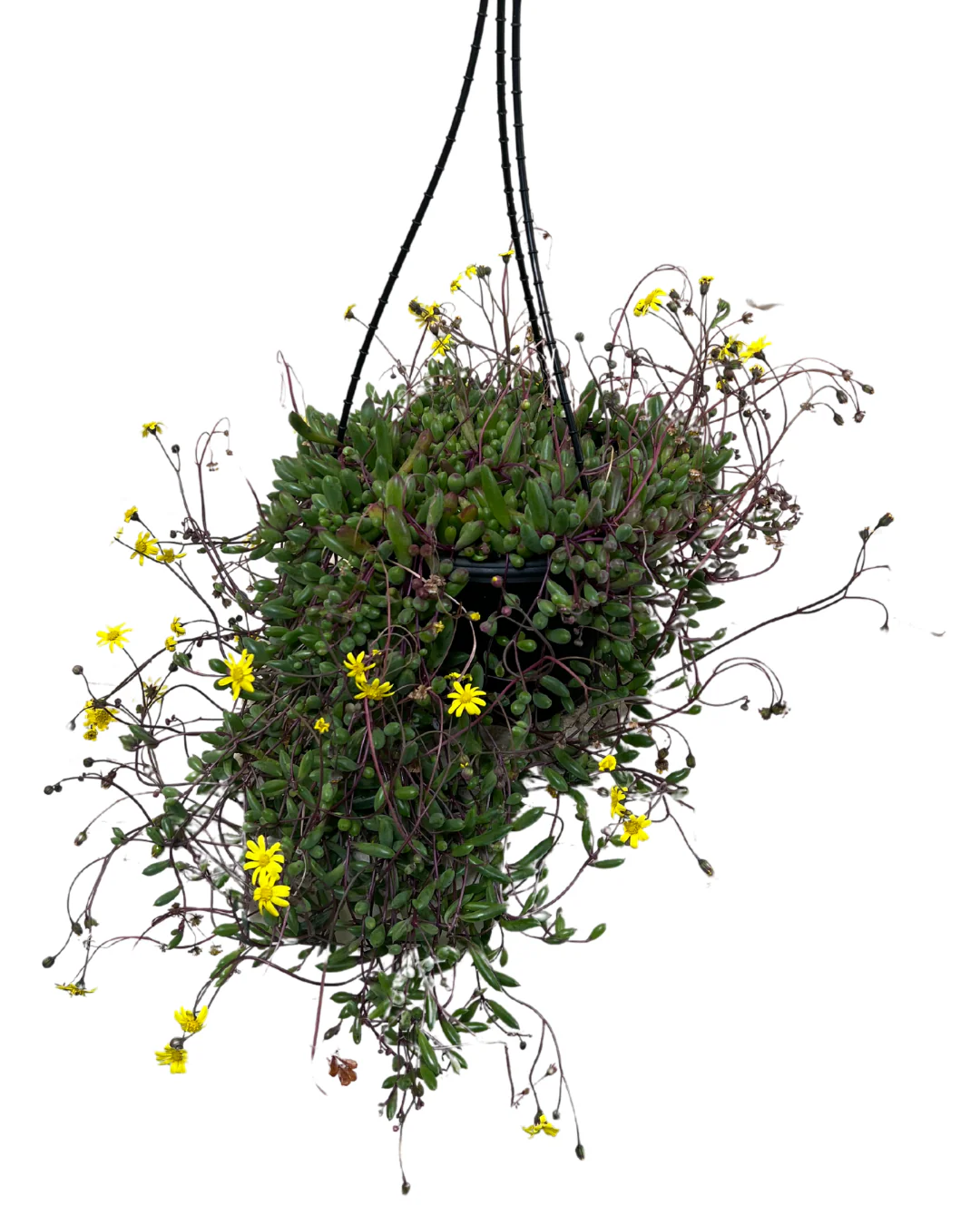 Othonna Ruby Necklace Basket - Image 2