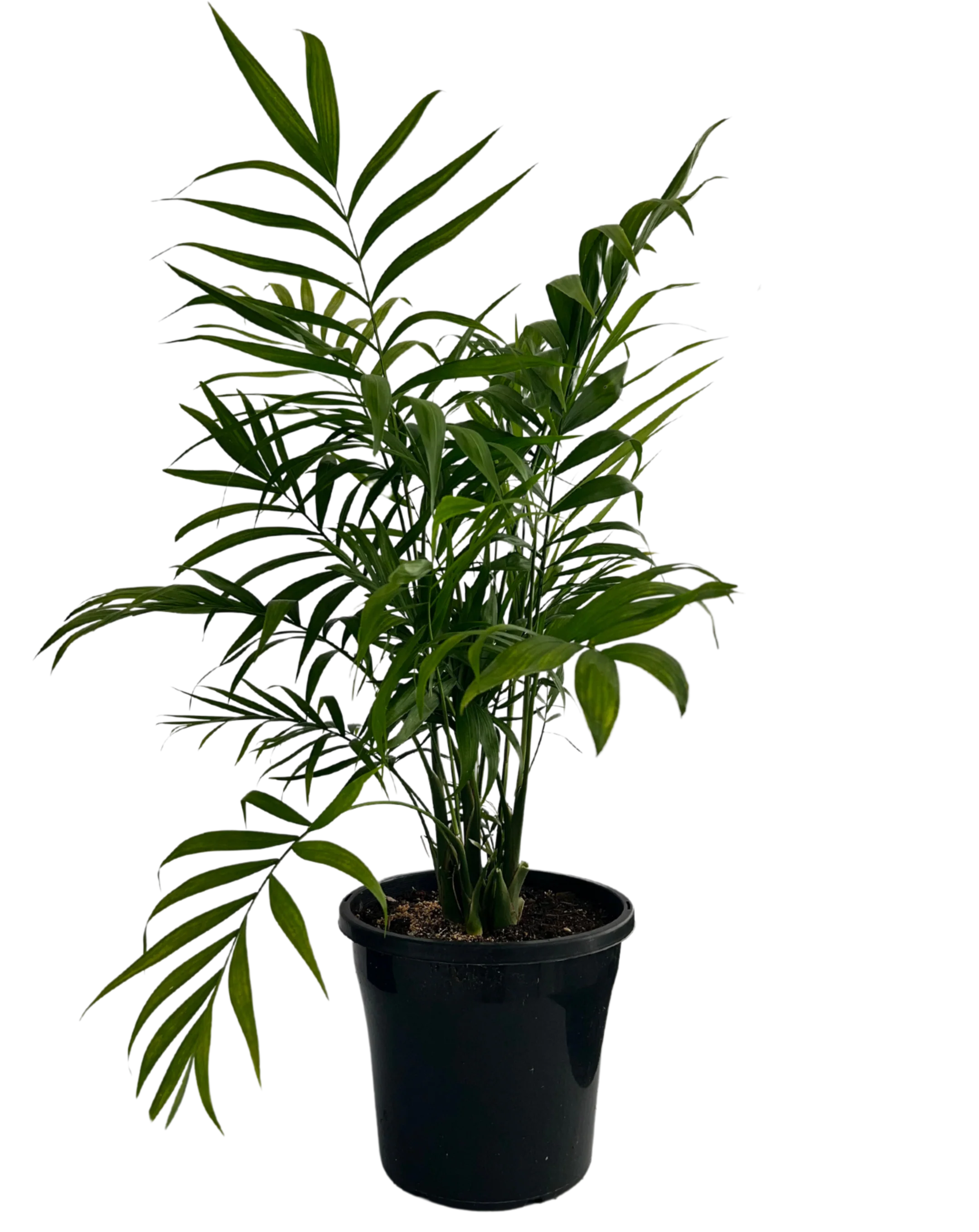 Parlour Palm - Chamaedorea Elegans