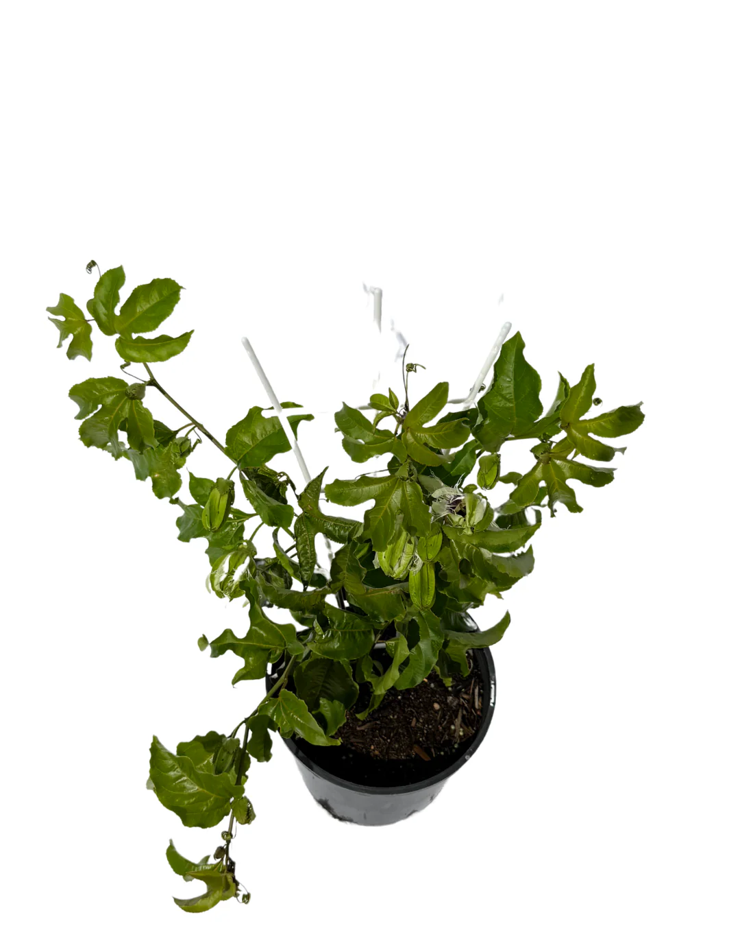 Passionfruit Black - Image 2