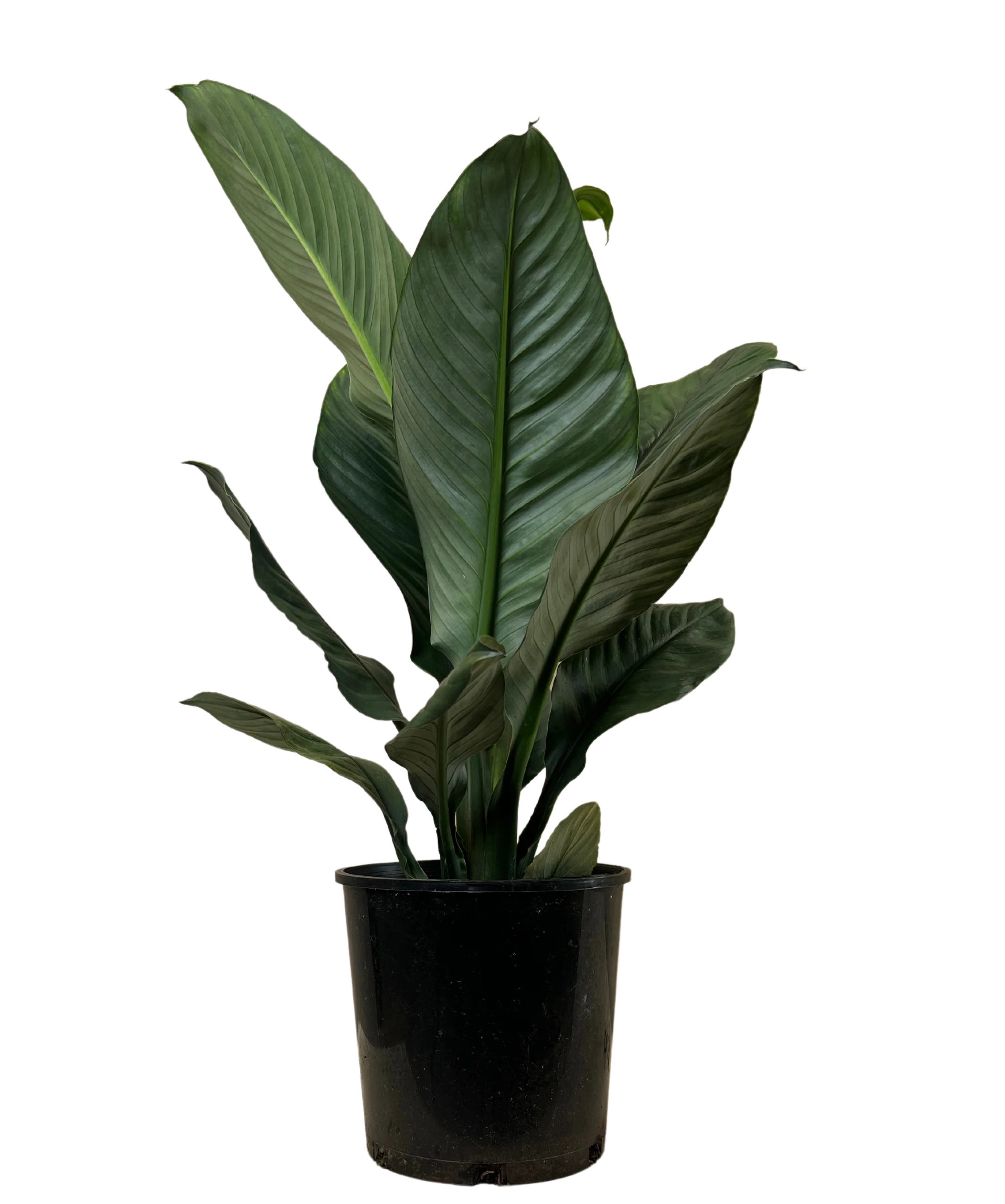 Spathiphyllum Sensation