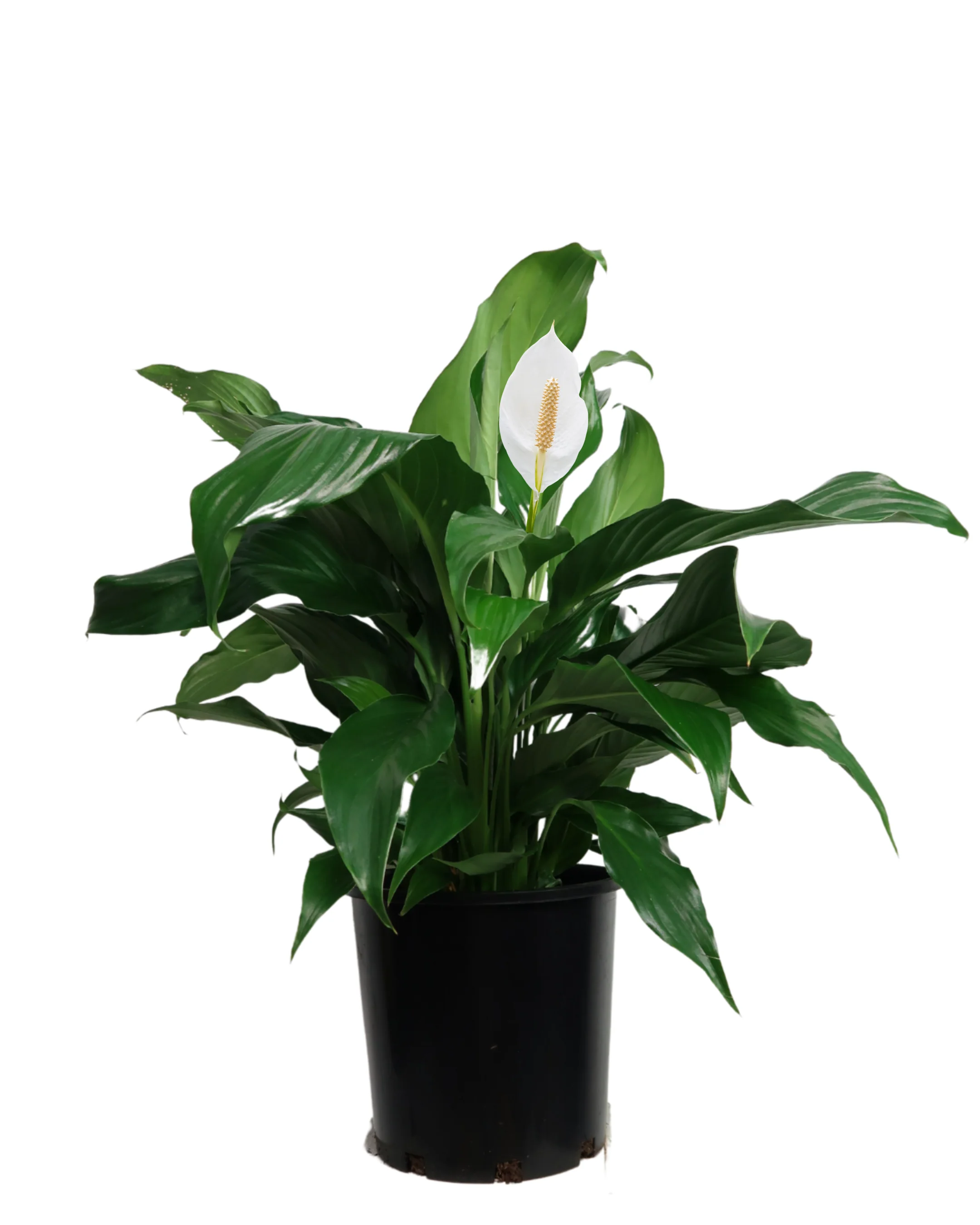 Spathiphyllum Sweet Romano