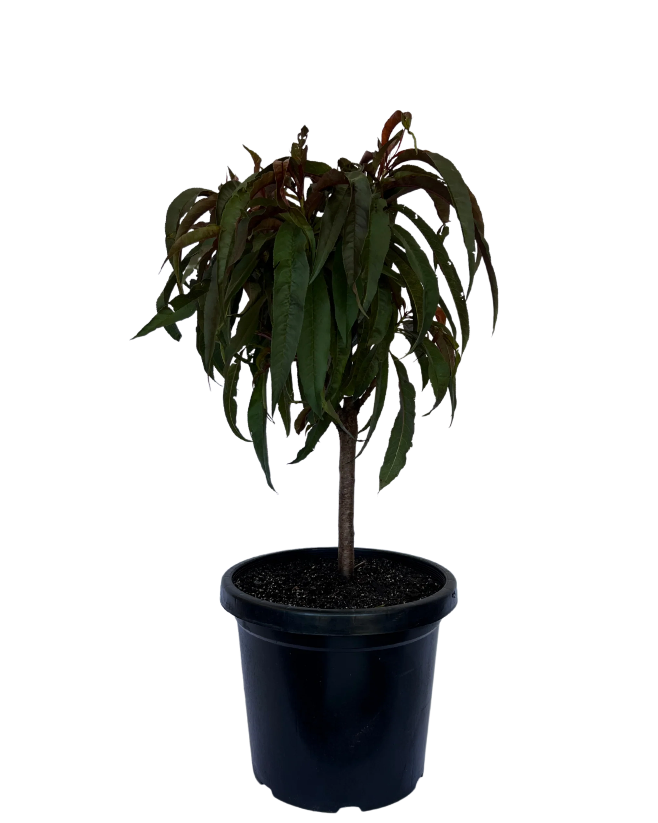 Peach - Sunset Dwarf