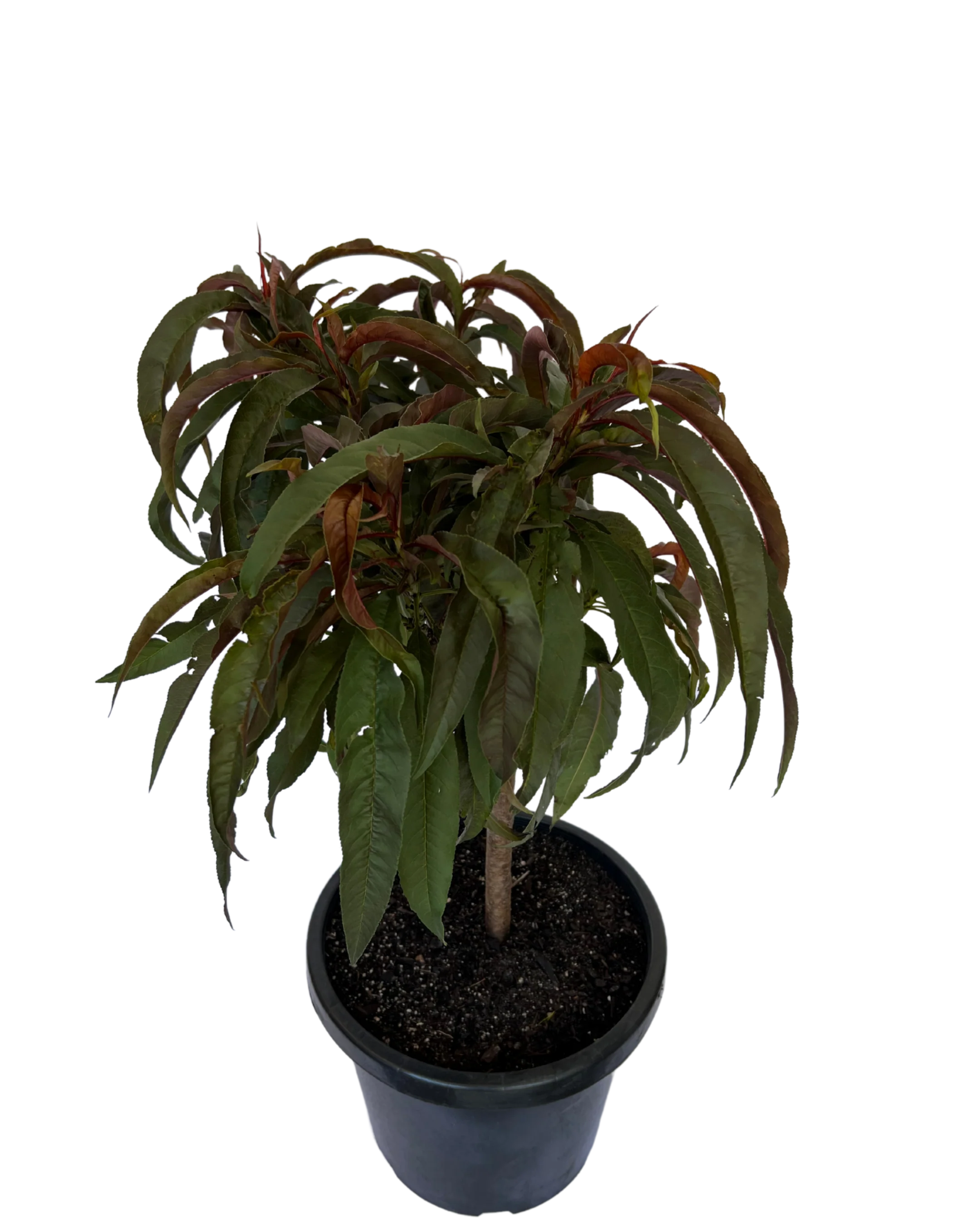 Peach - Sunset Dwarf - Image 2