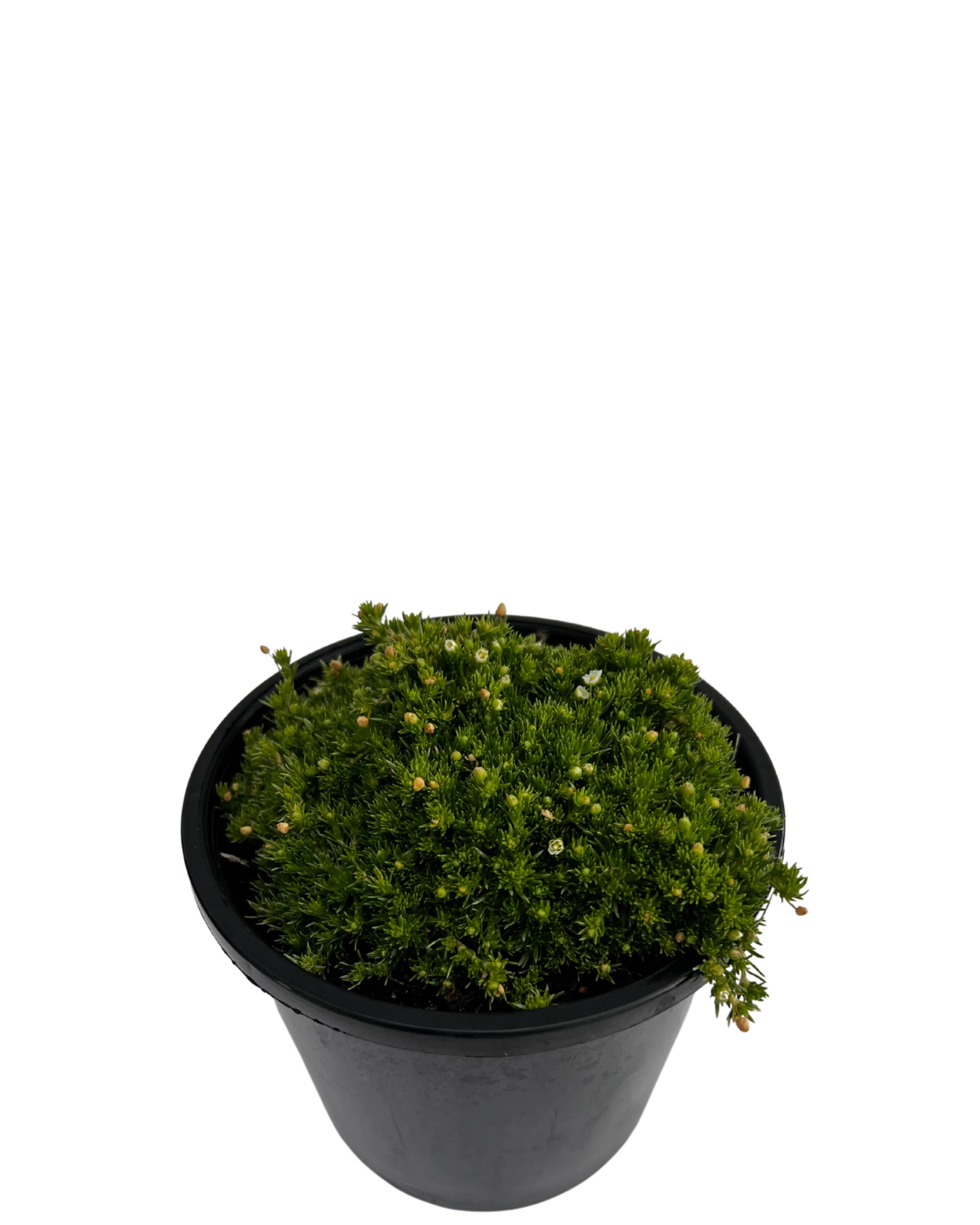Pearlwort Irish Moss - Sagina Subulata Green - Image 2
