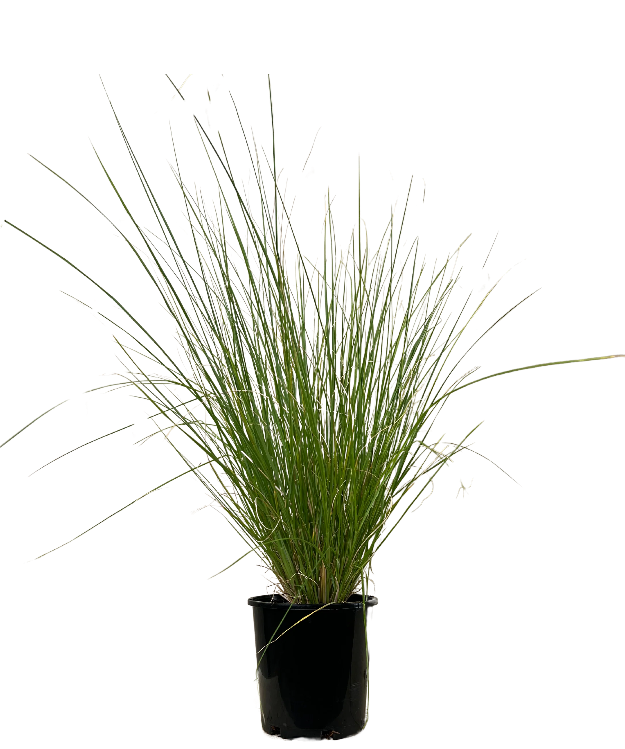 Pennisetum Nafray