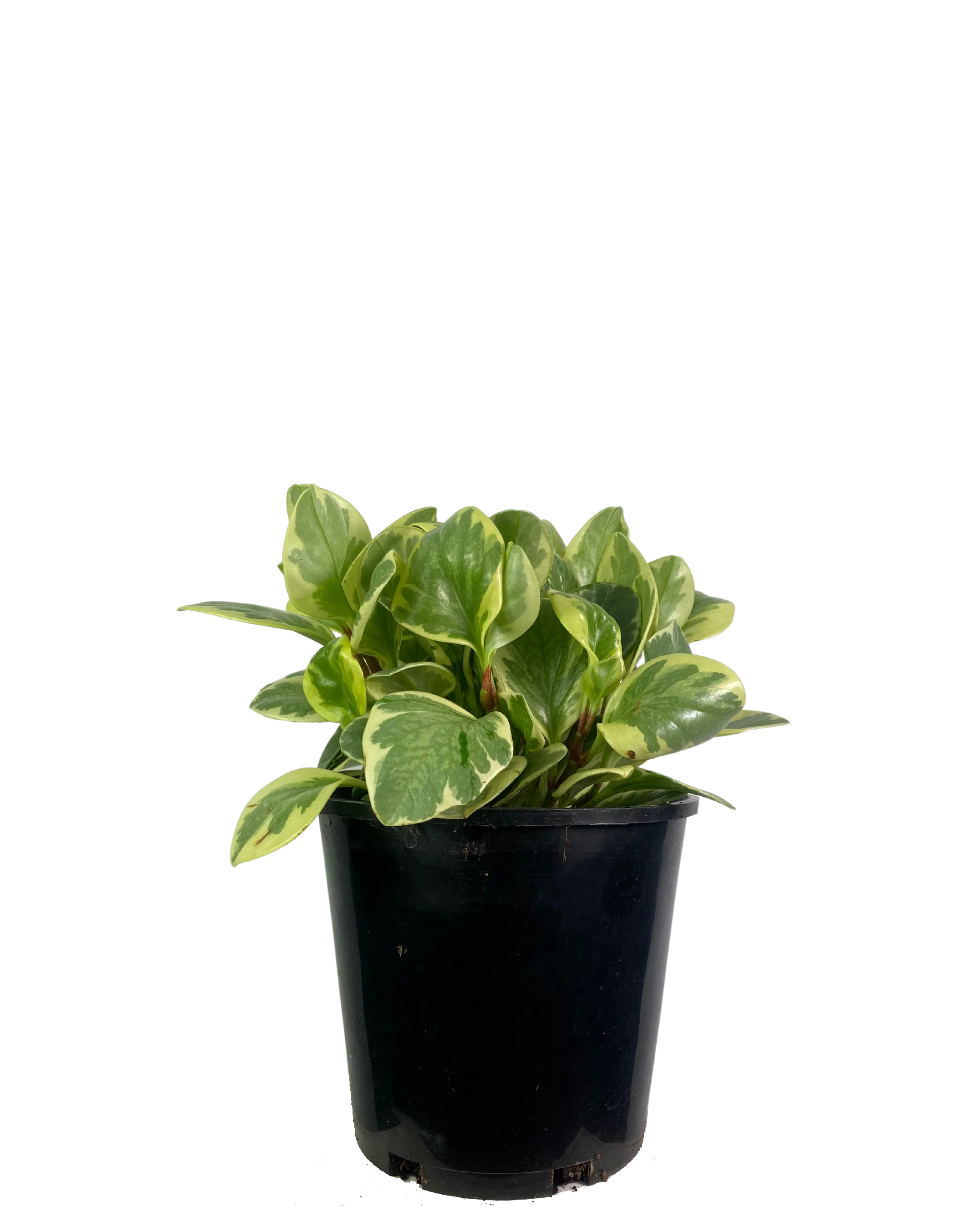 Peperomia Albo Marginata