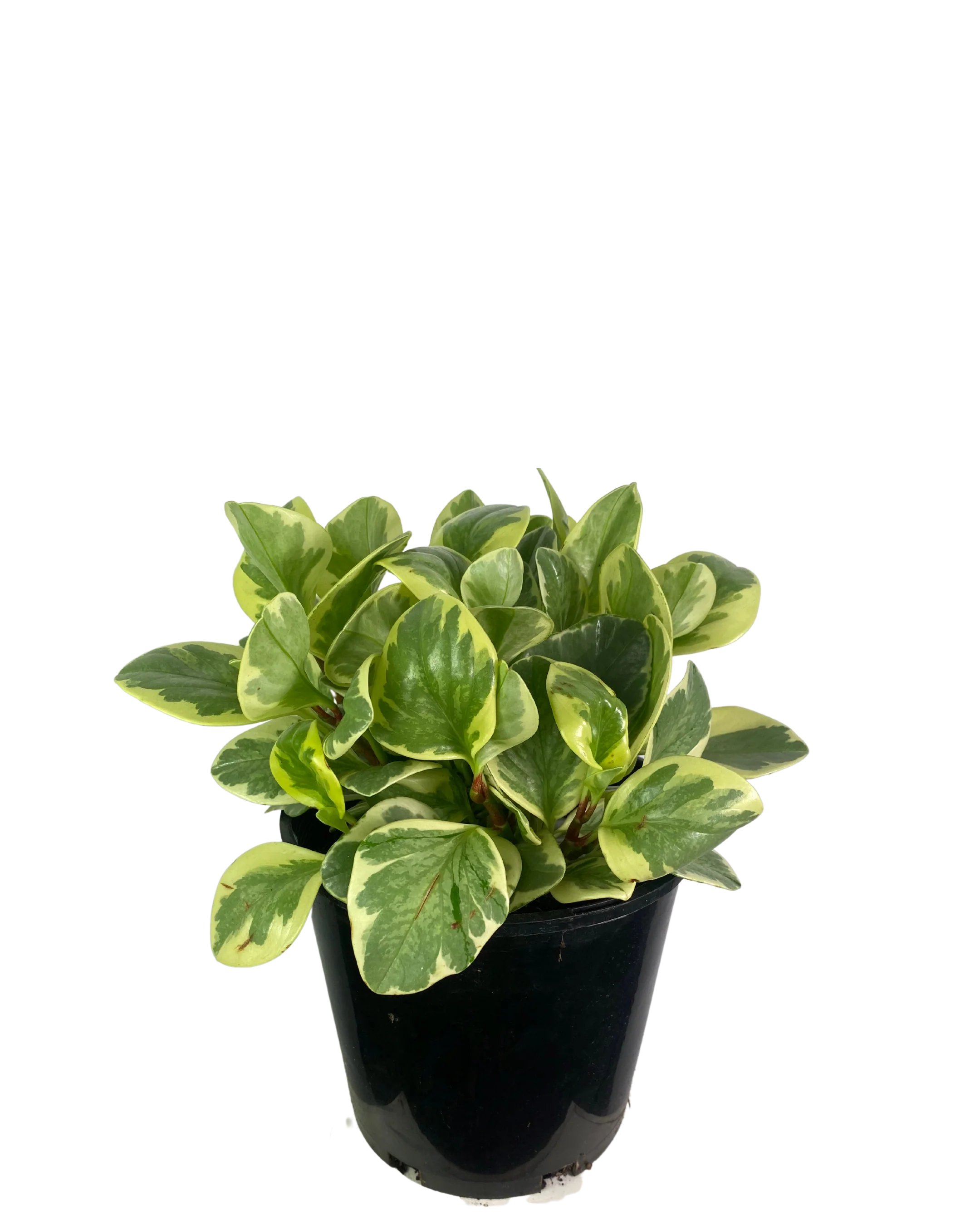 Peperomia Albo Marginata - Image 2