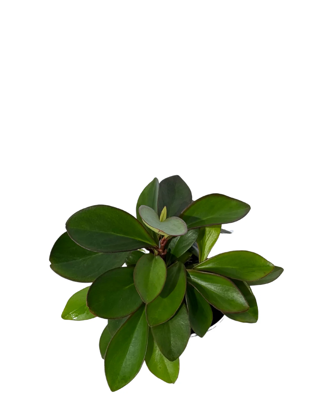 Peperomia Clusifolia - Image 2