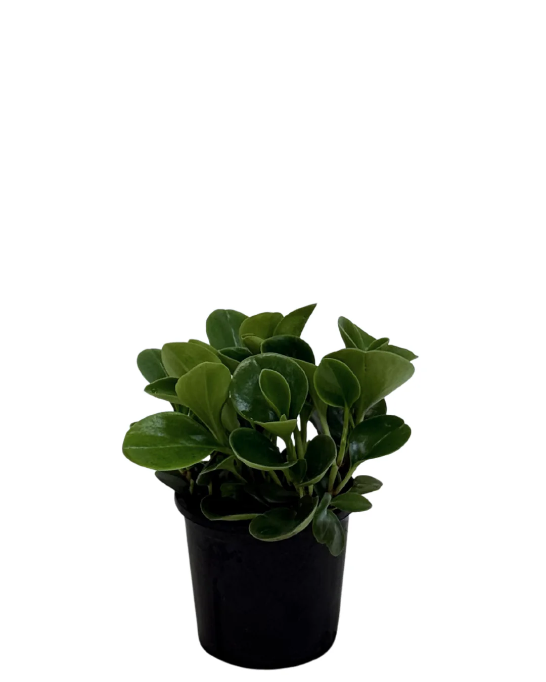 Peperomia Jade
