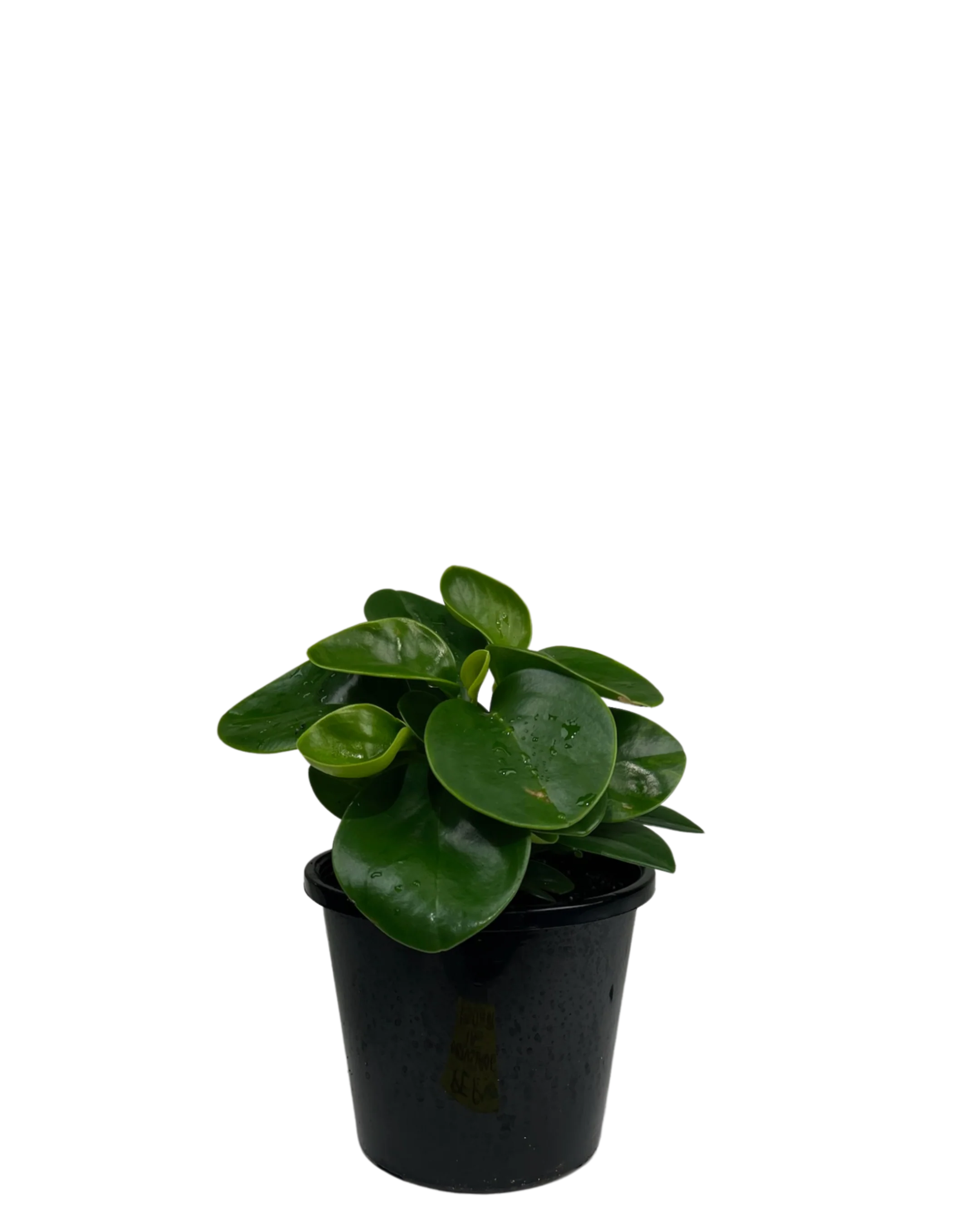 Peperomia Obtusifolia