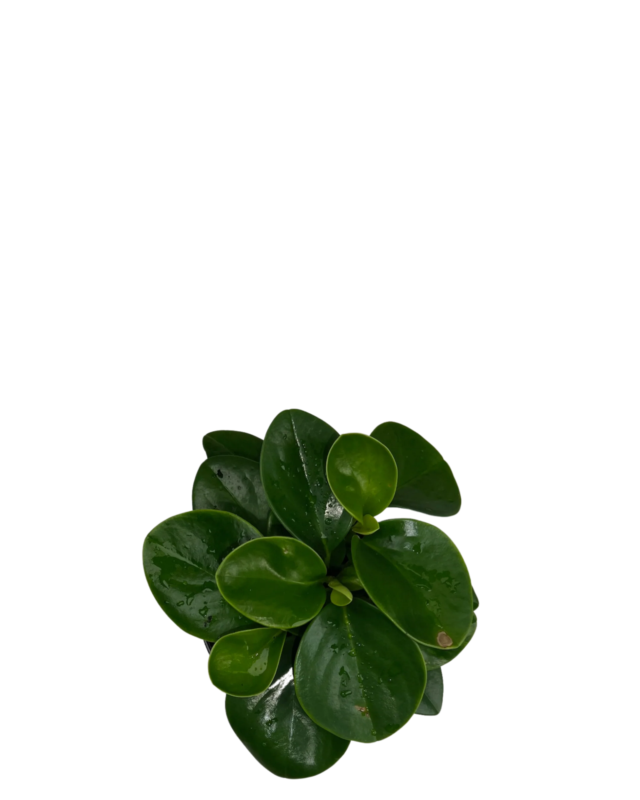 Peperomia Obtusifolia - Image 2
