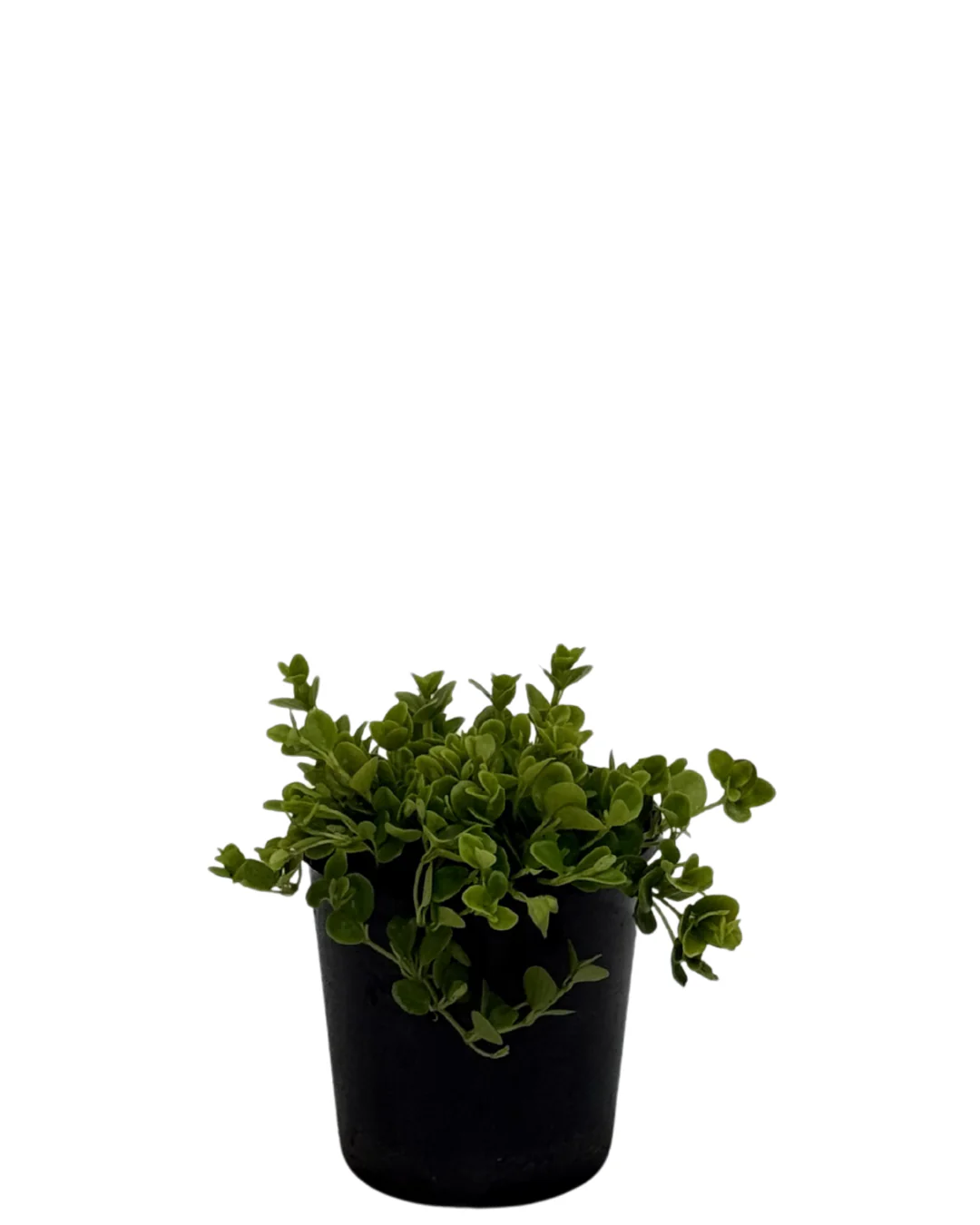 Peperomia Rotundifolia