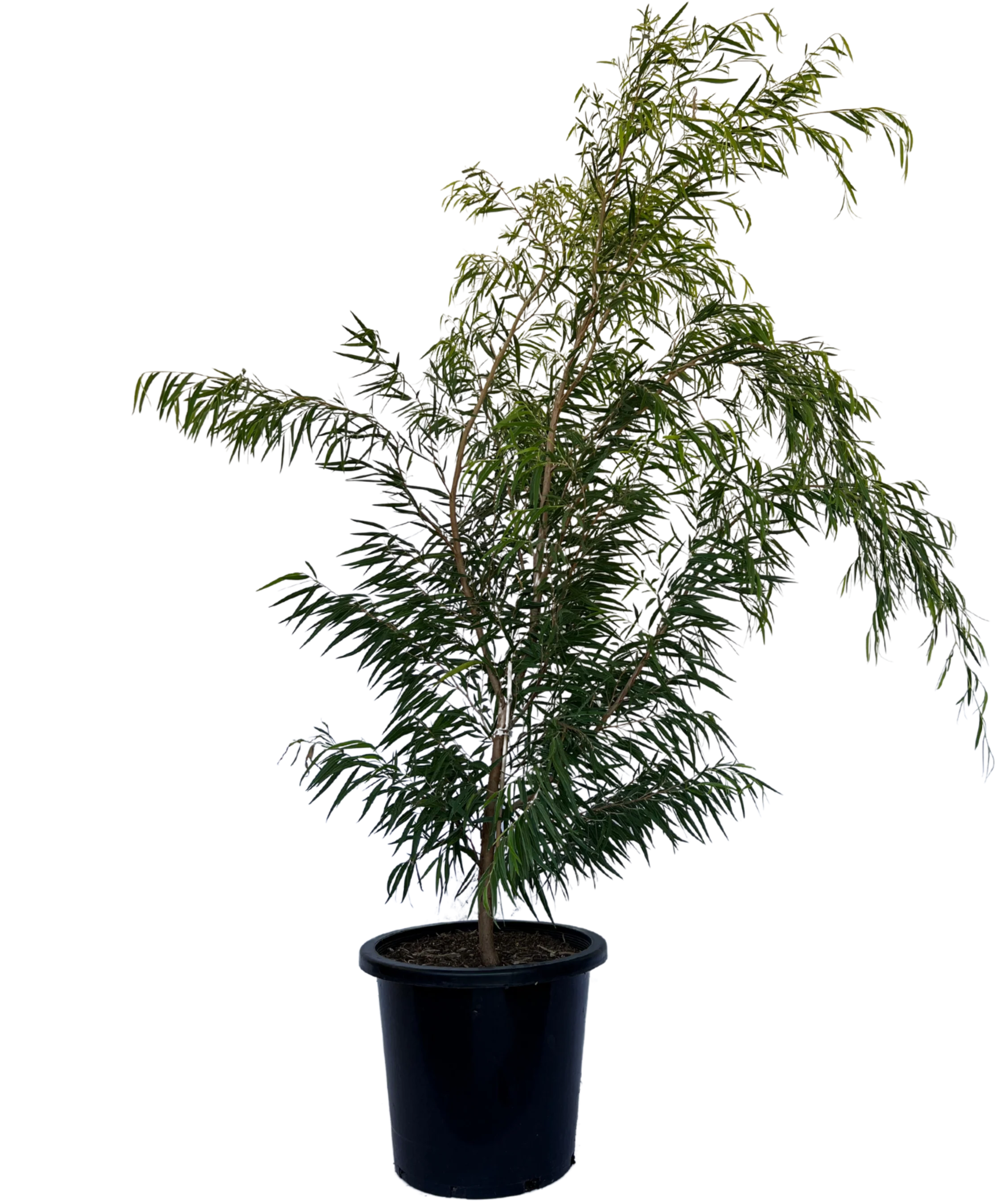 Agonis Flexuosa Lemon and Lime