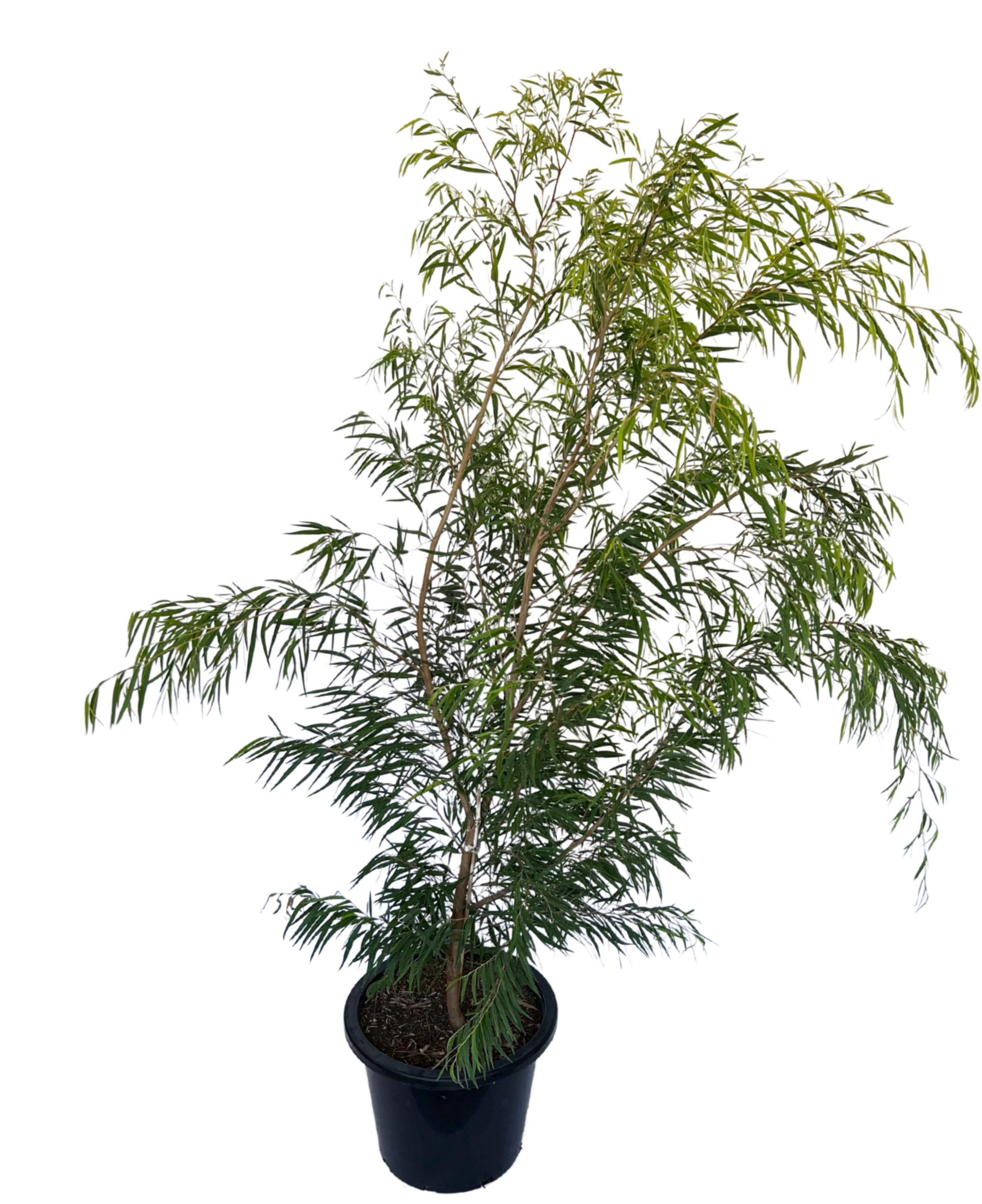 Agonis Flexuosa Lemon and Lime - Image 2