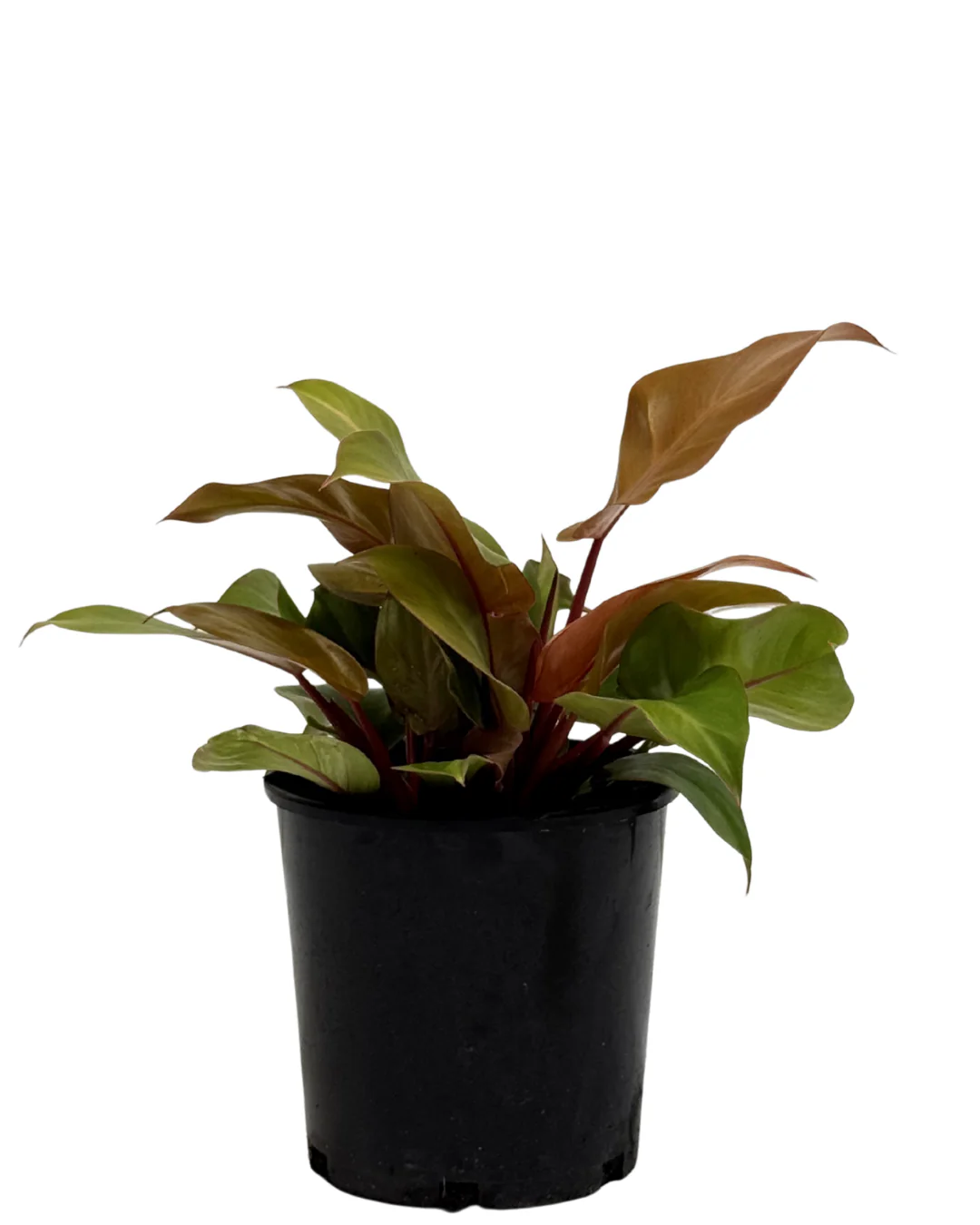 Philodendron Prince of Orange