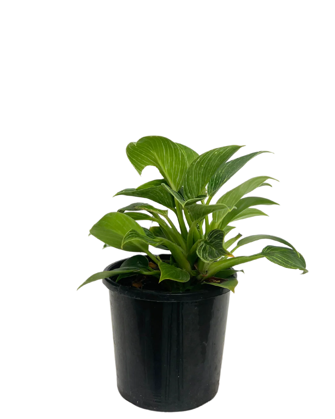 Philodendron Birkin