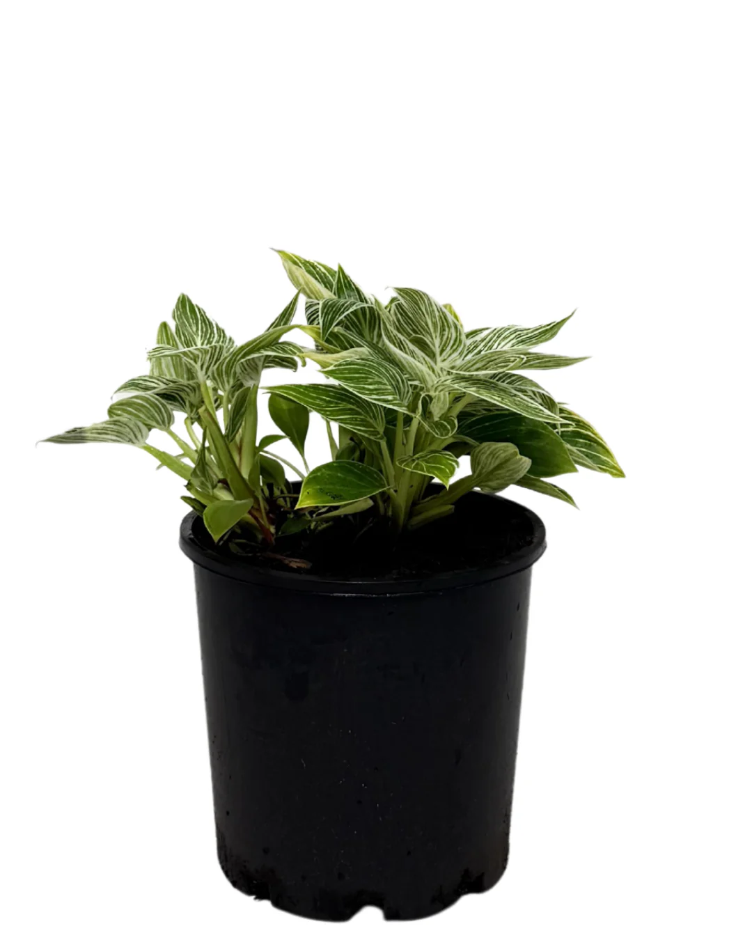 Philodendron Birkin