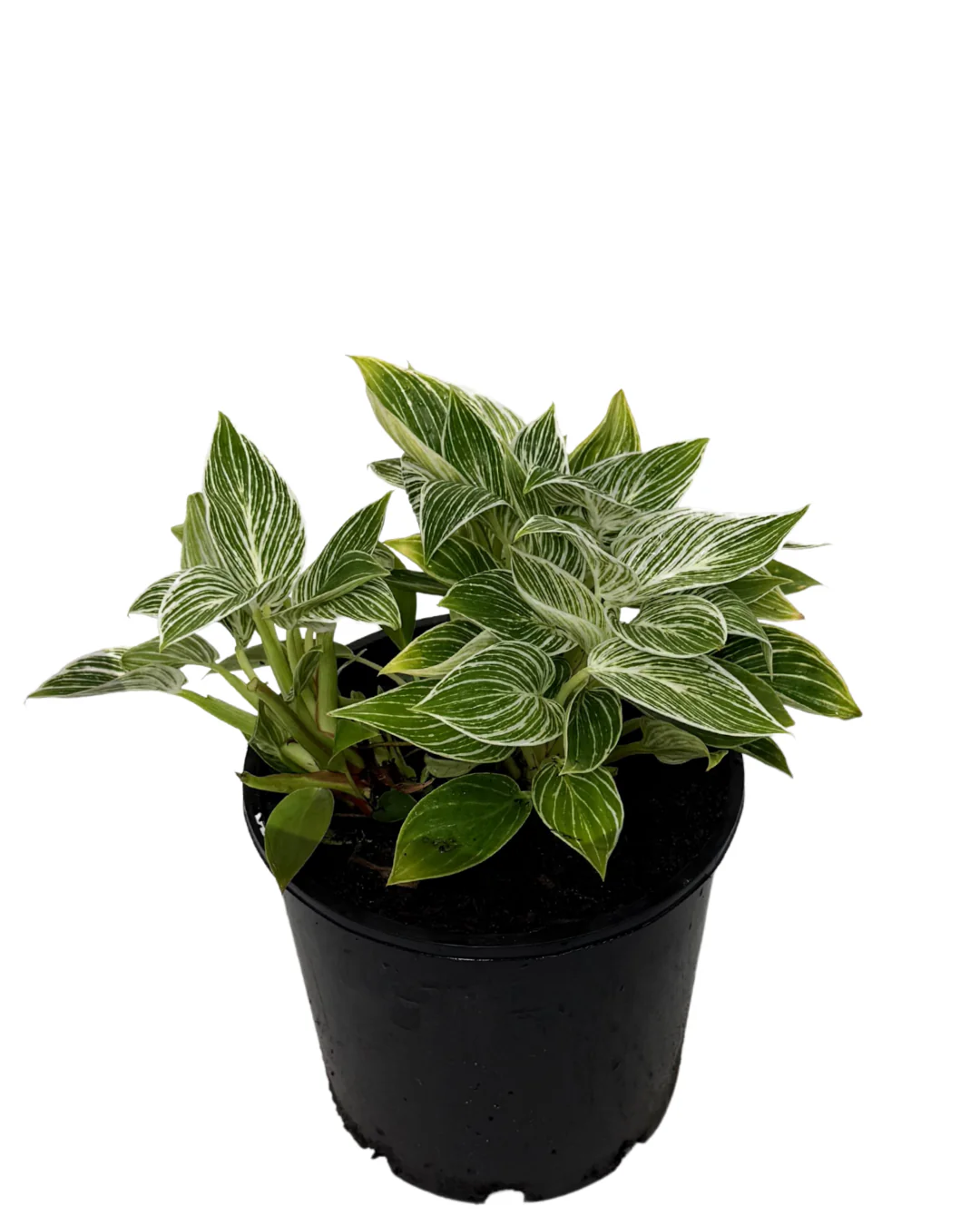 Philodendron Birkin - Image 2